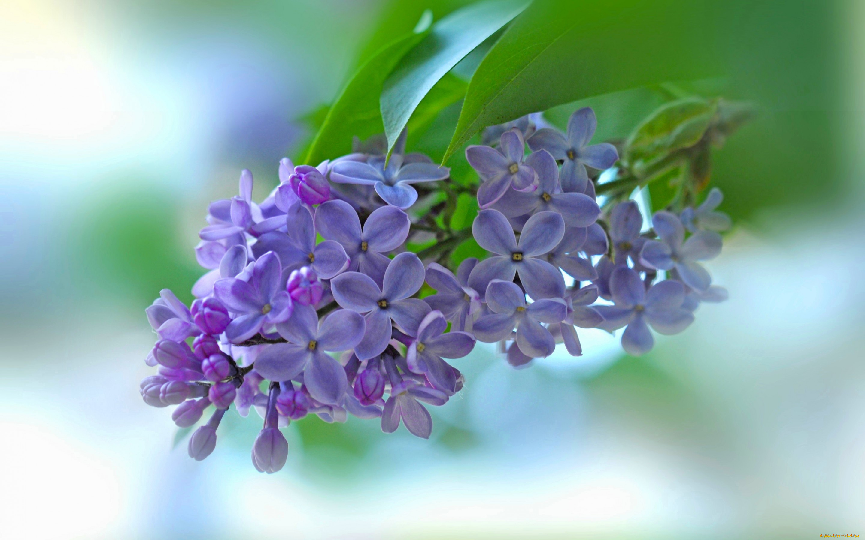 цветы, сирень, фон, соцветие, цветки, ветка, макро