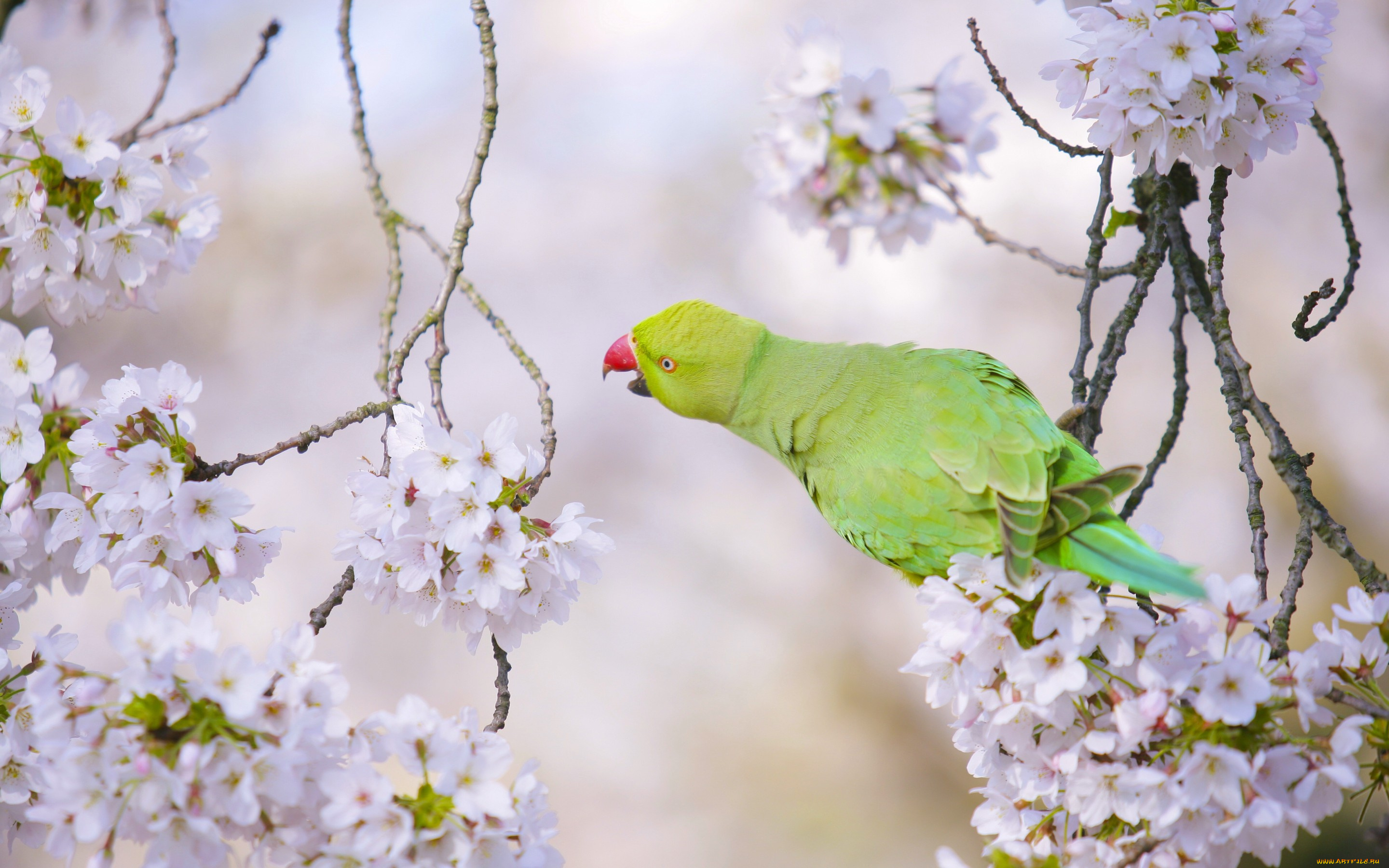 животные, попугаи, попугай, птица, вишня
