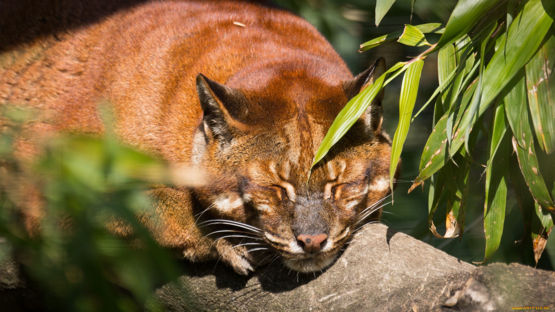 кошка, темминка, животные, дикие, кошки, растения, отдых