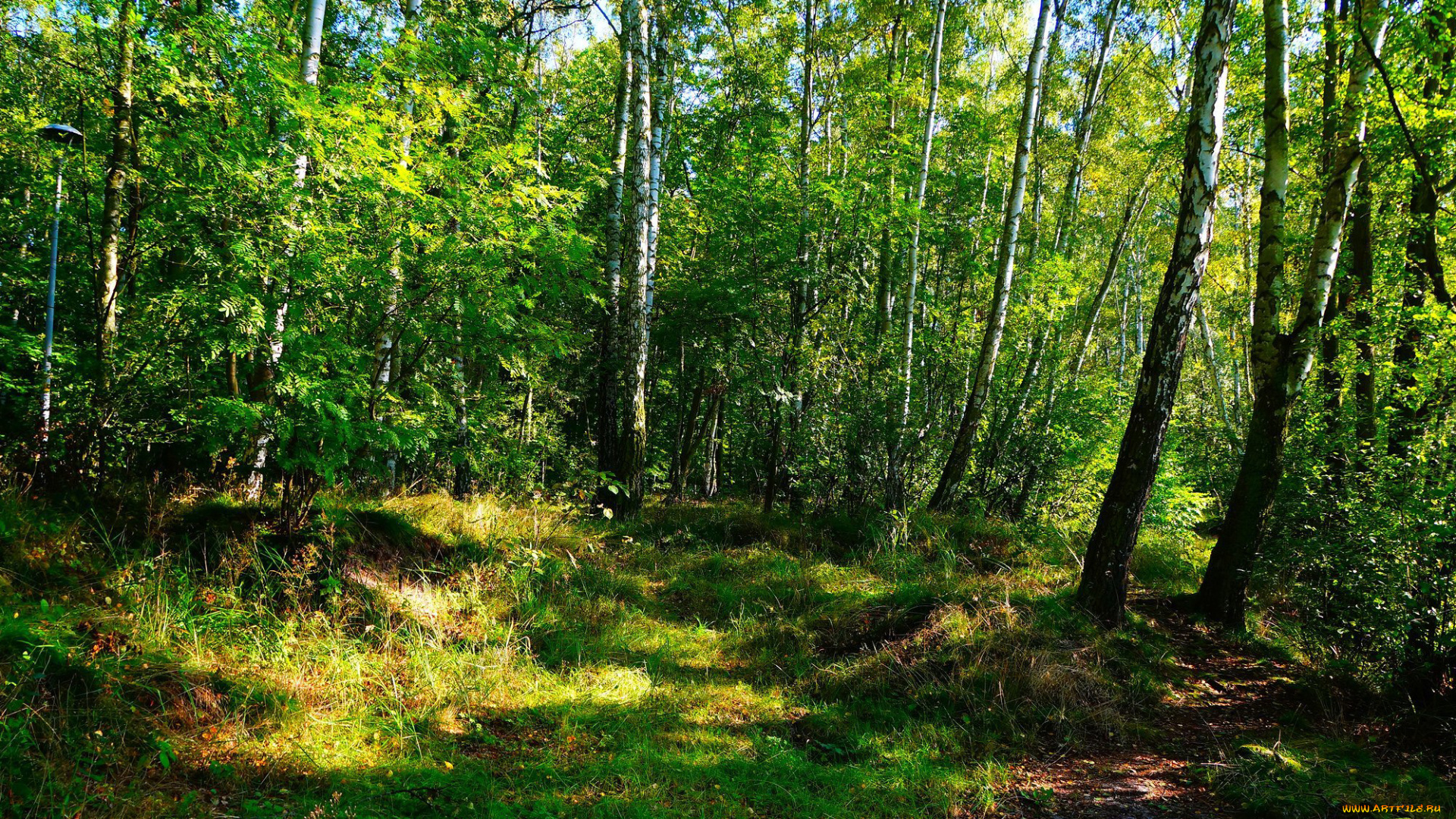 природа, лес, березы