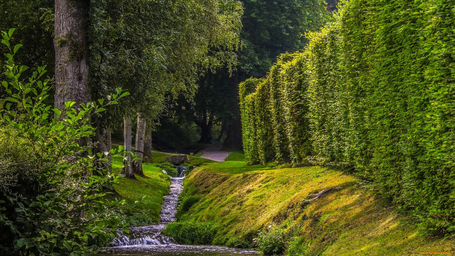 природа, лес, простор