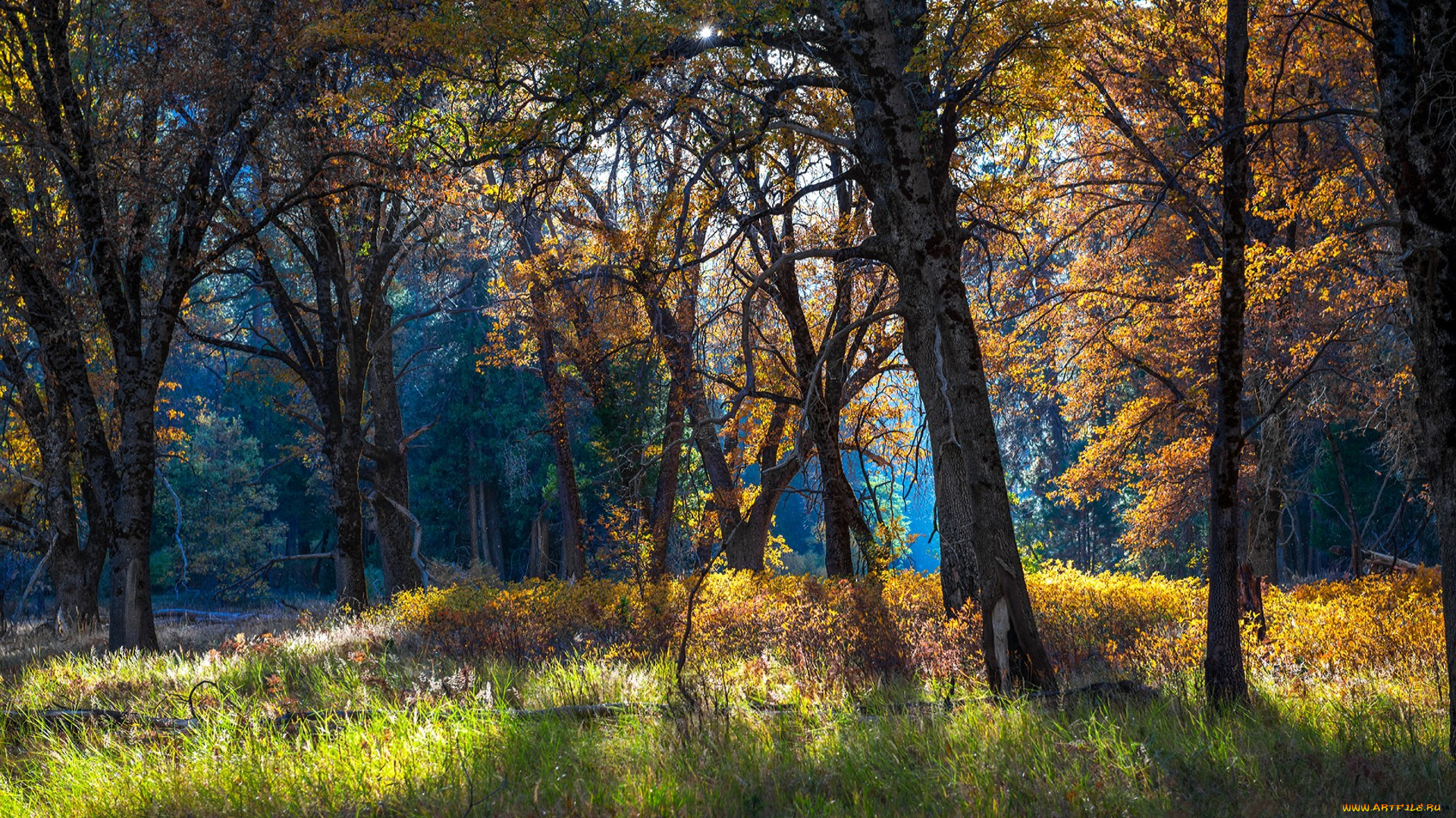 природа, лес, простор