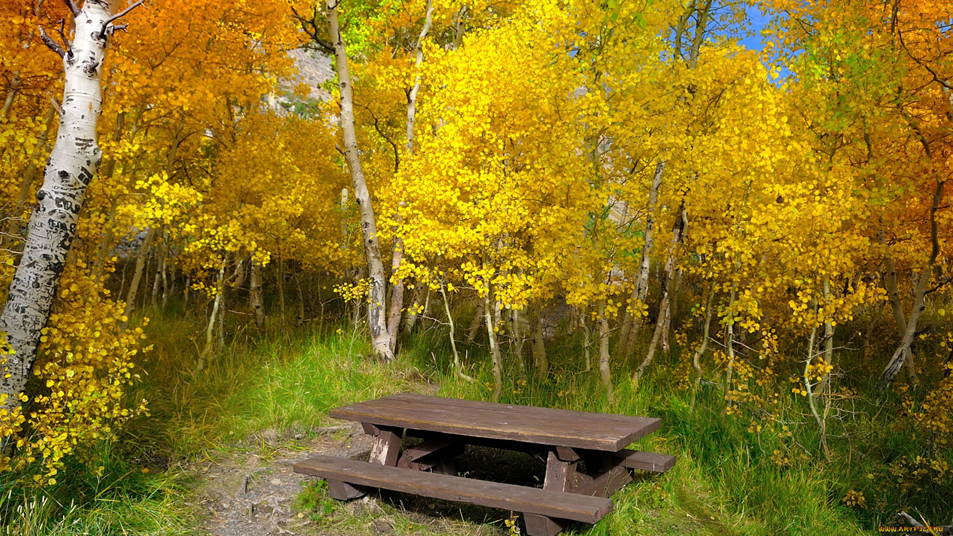 природа, лес, простор