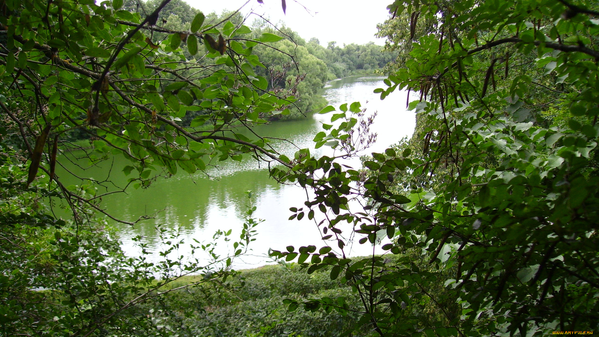 природа, летом, природа, реки, озера, водоем, летом, летняя, природа, лето, вода, лес, озеро