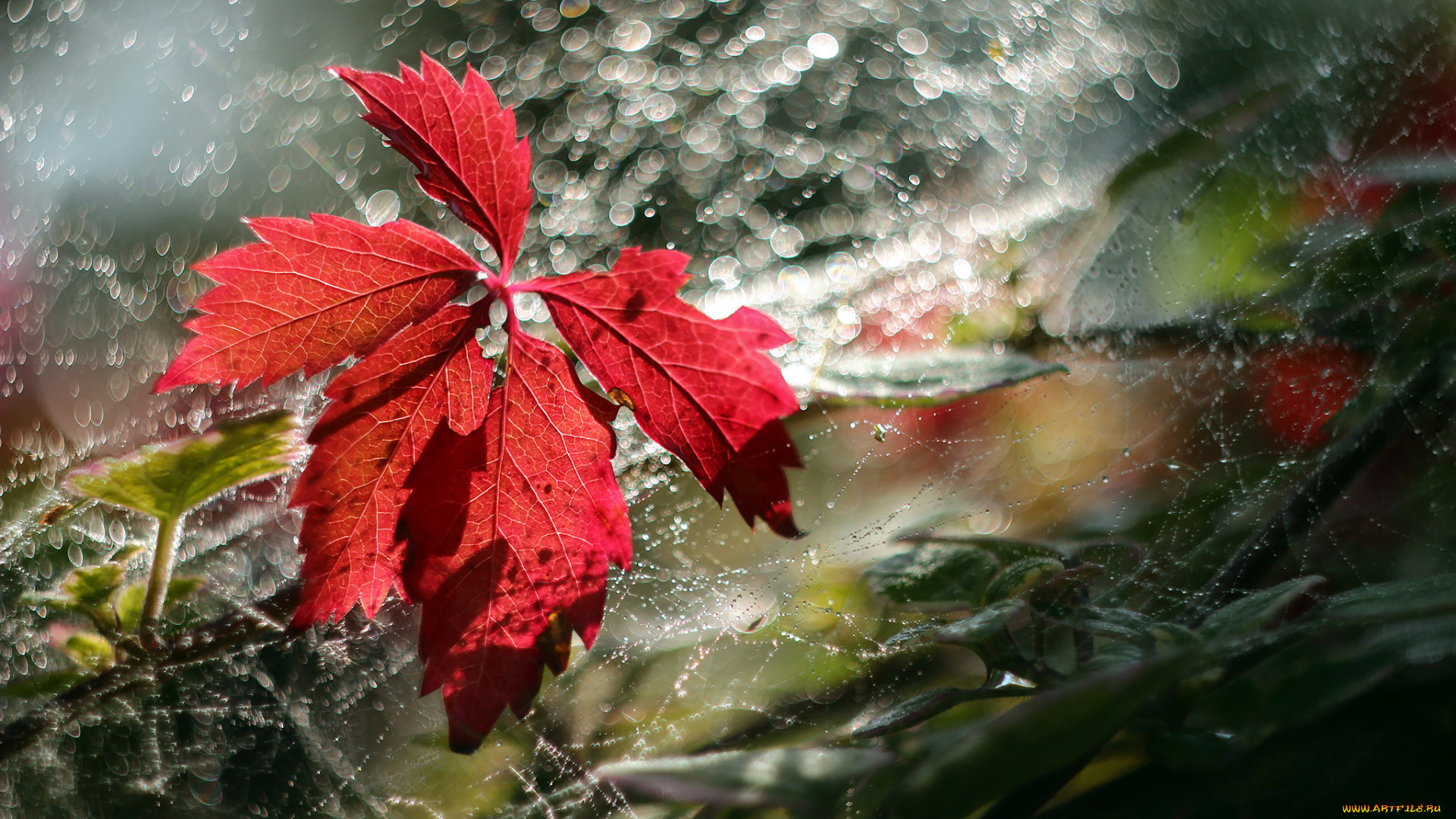 природа, листья, капли, лист, паутина