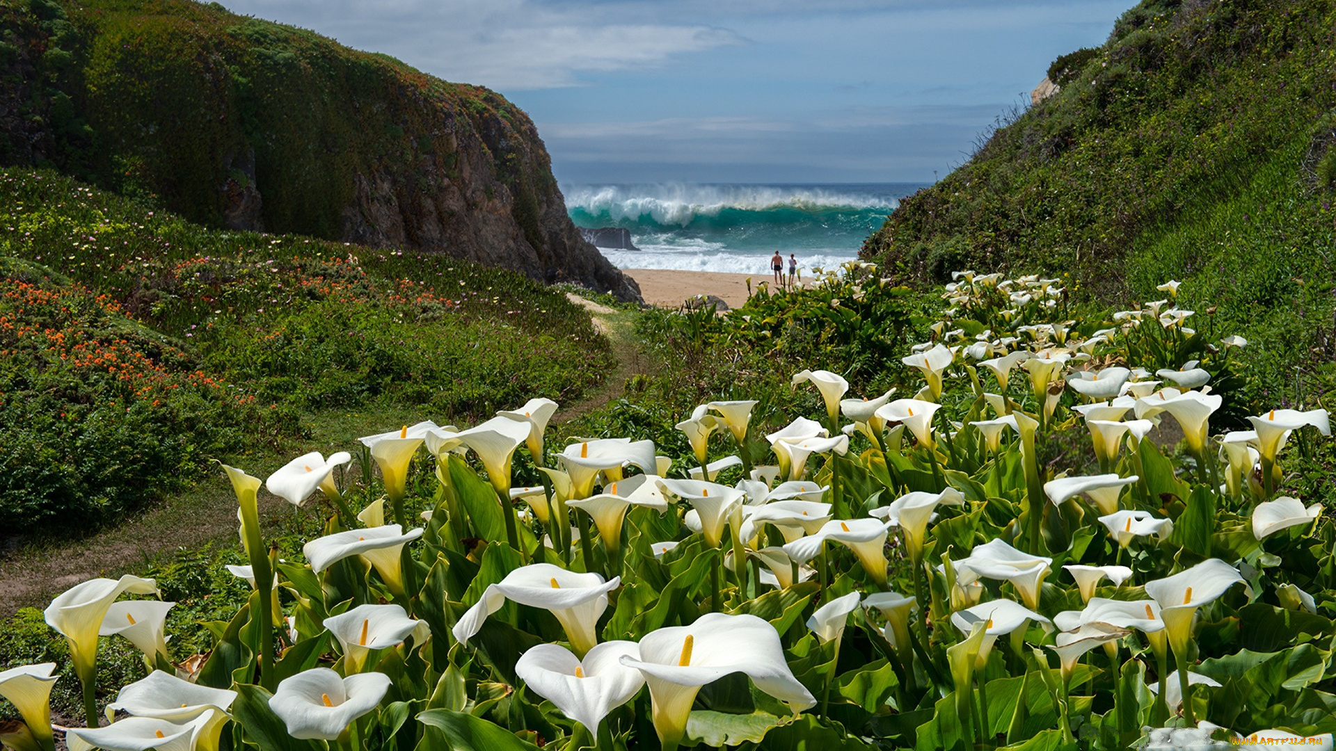 природа, луга, простор