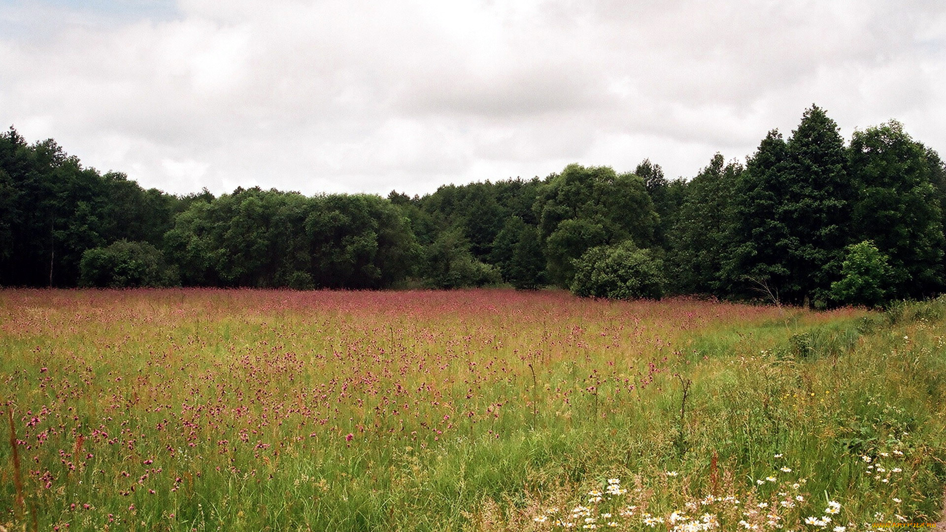 природа, луга, ромашки, луг, лето