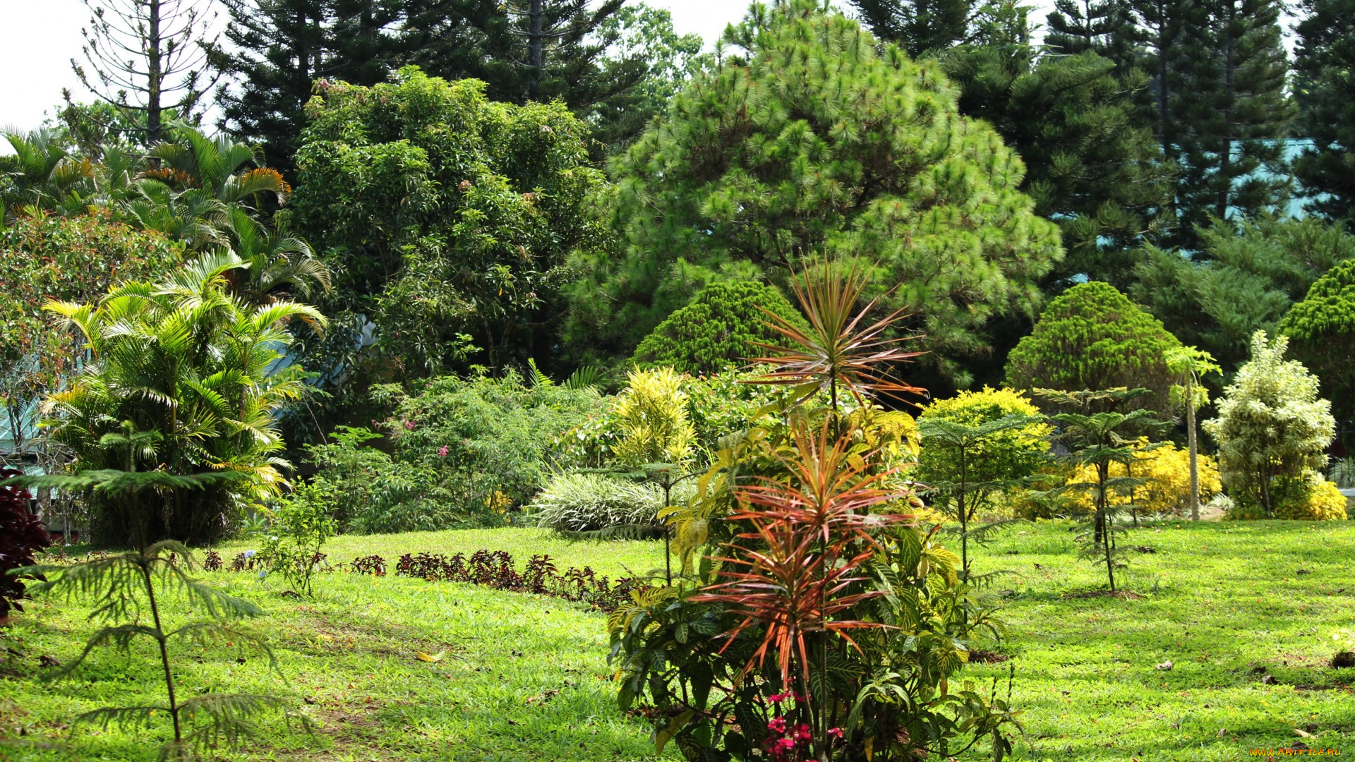 природа, парк, деревья