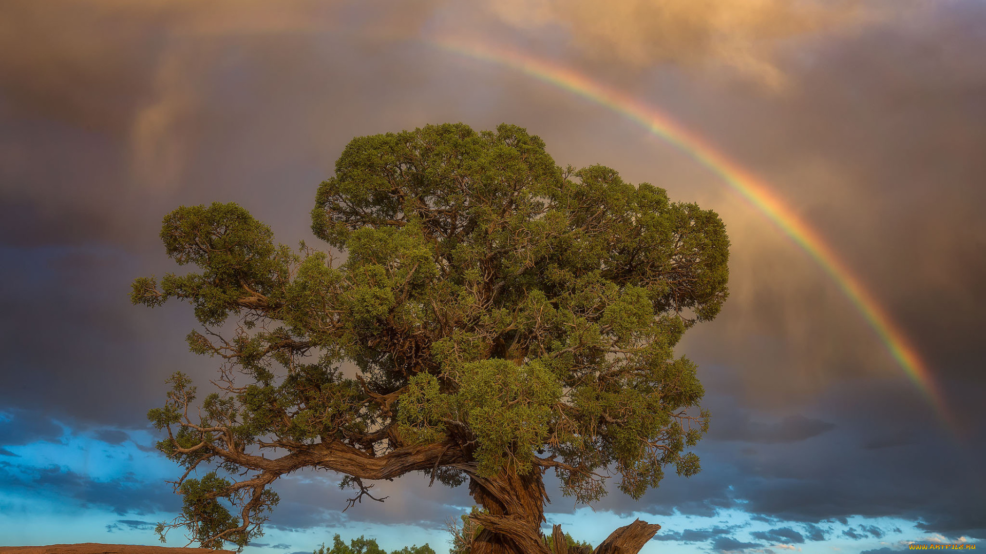 природа, радуга