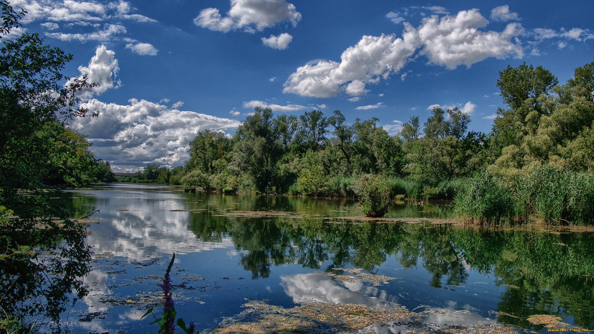 природа, реки, озера, лес, река