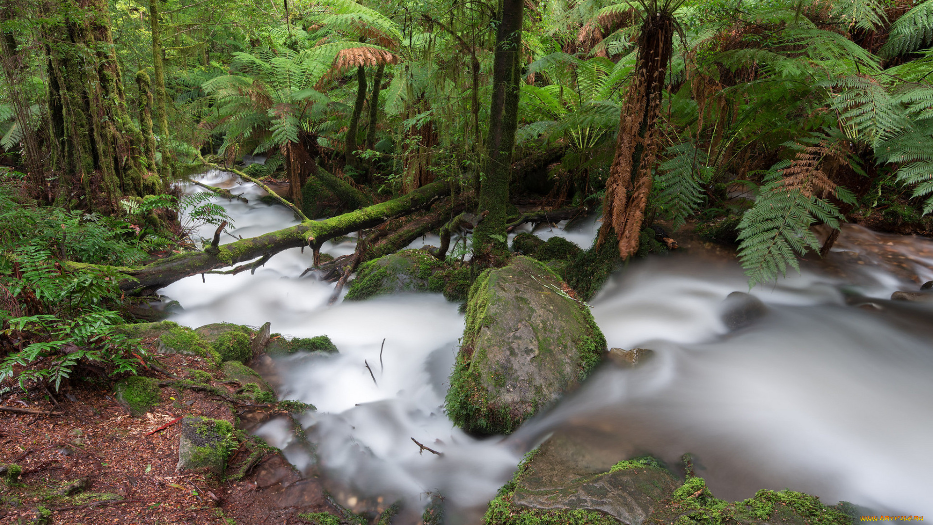 природа, реки, озера, поток