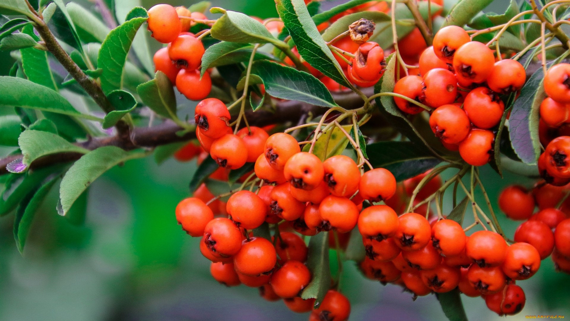 природа, Ягоды, , рябина, простор