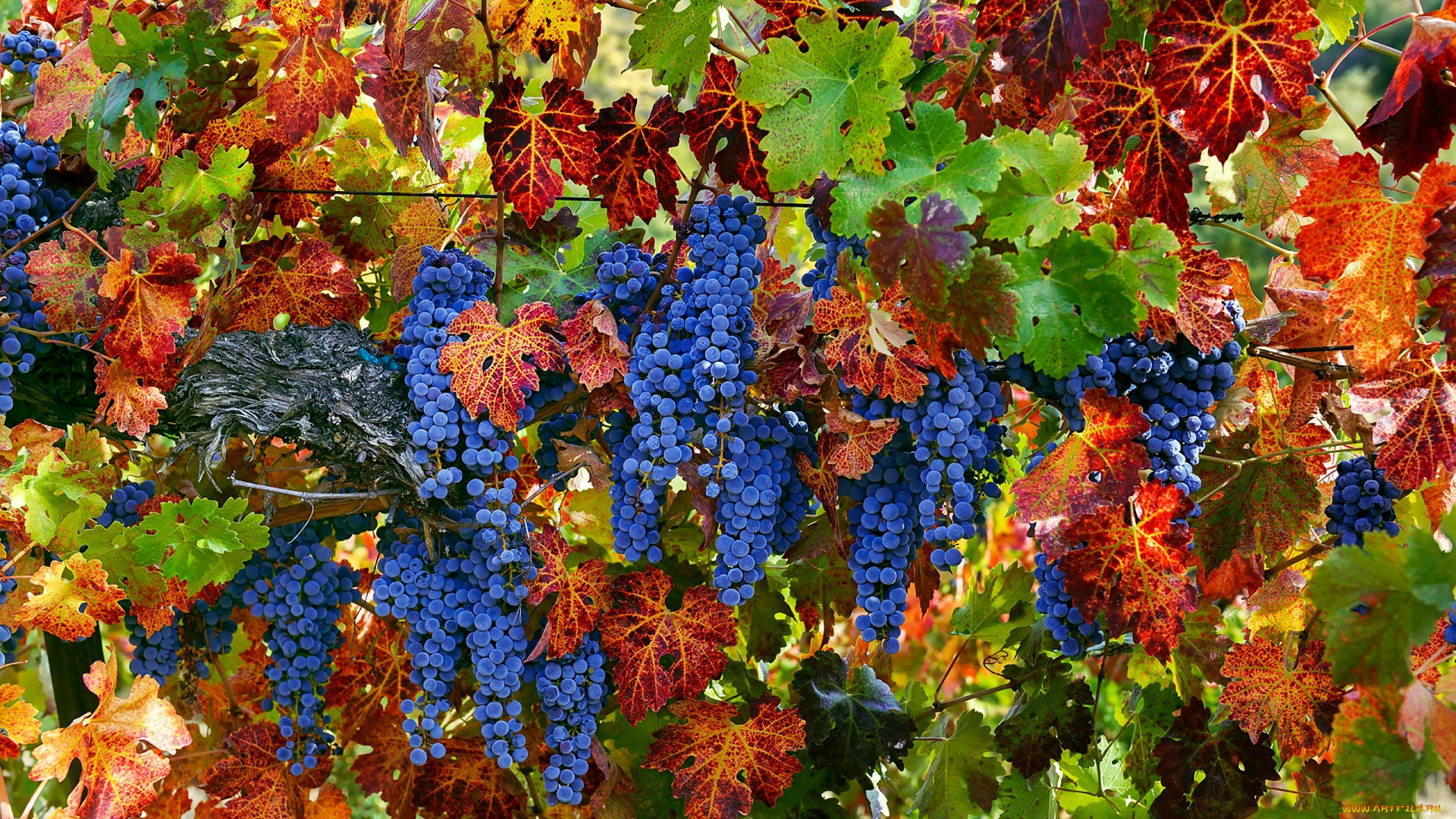 природа, Ягоды, , виноград, лоза