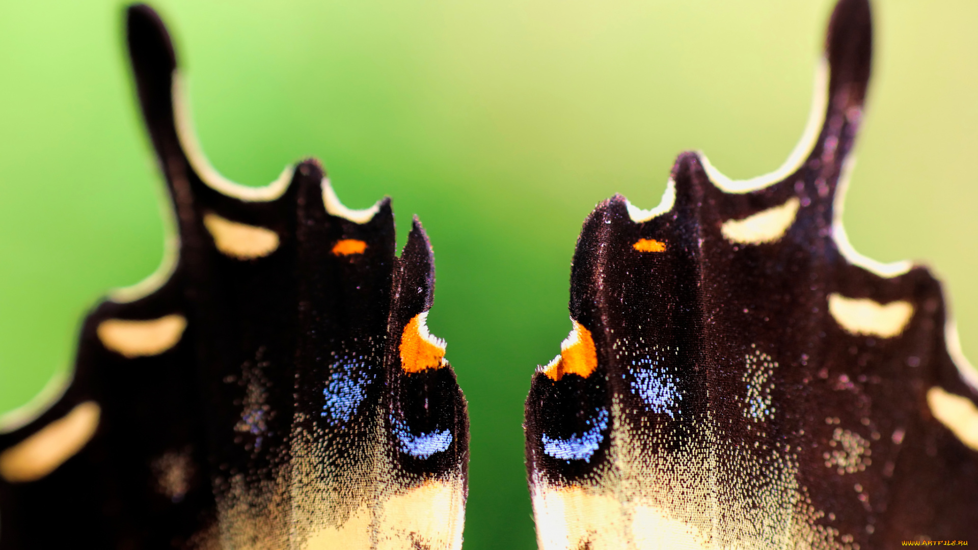 разное, -, другое, крылья