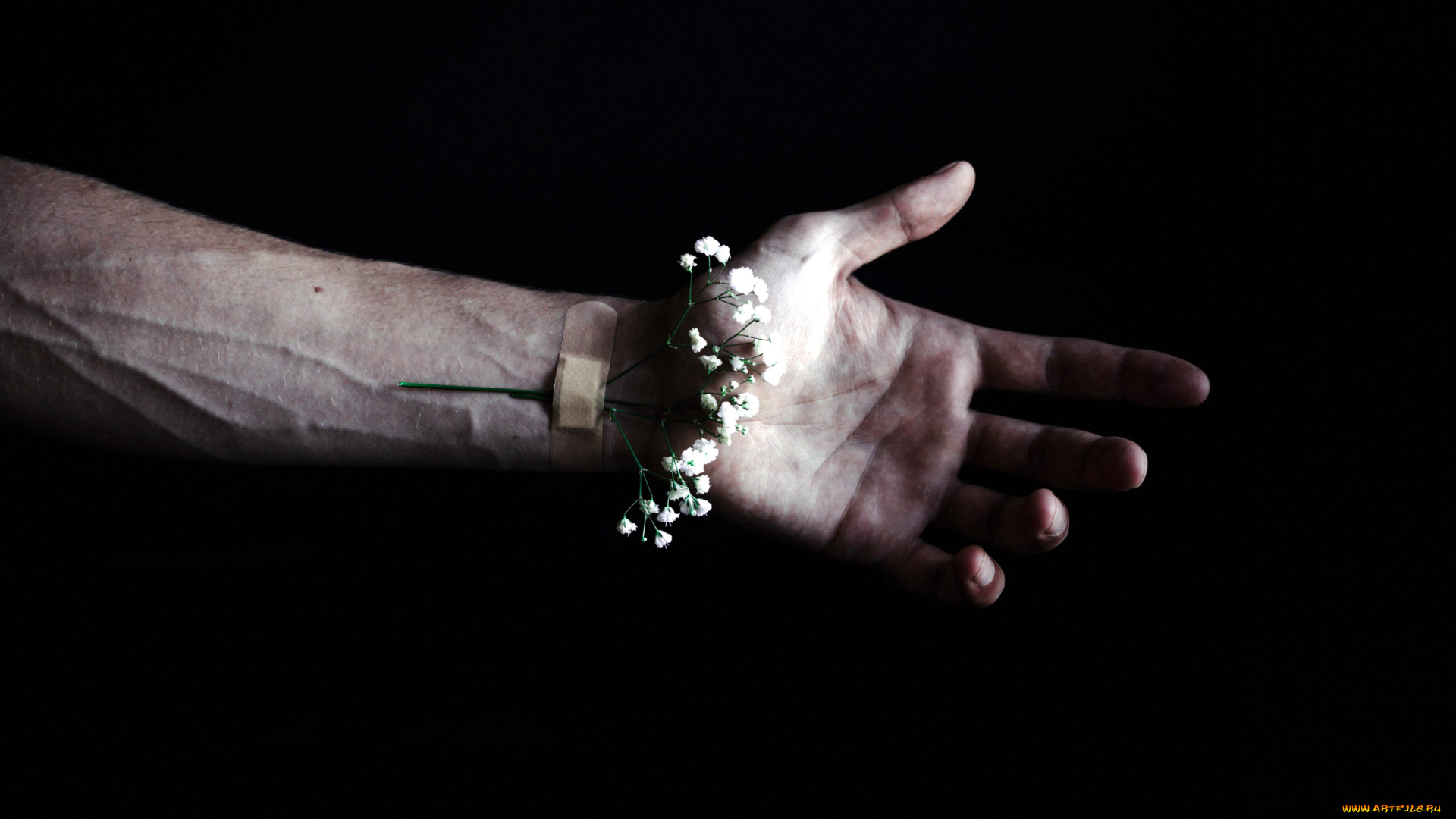 разное, руки, цветок, пластырь