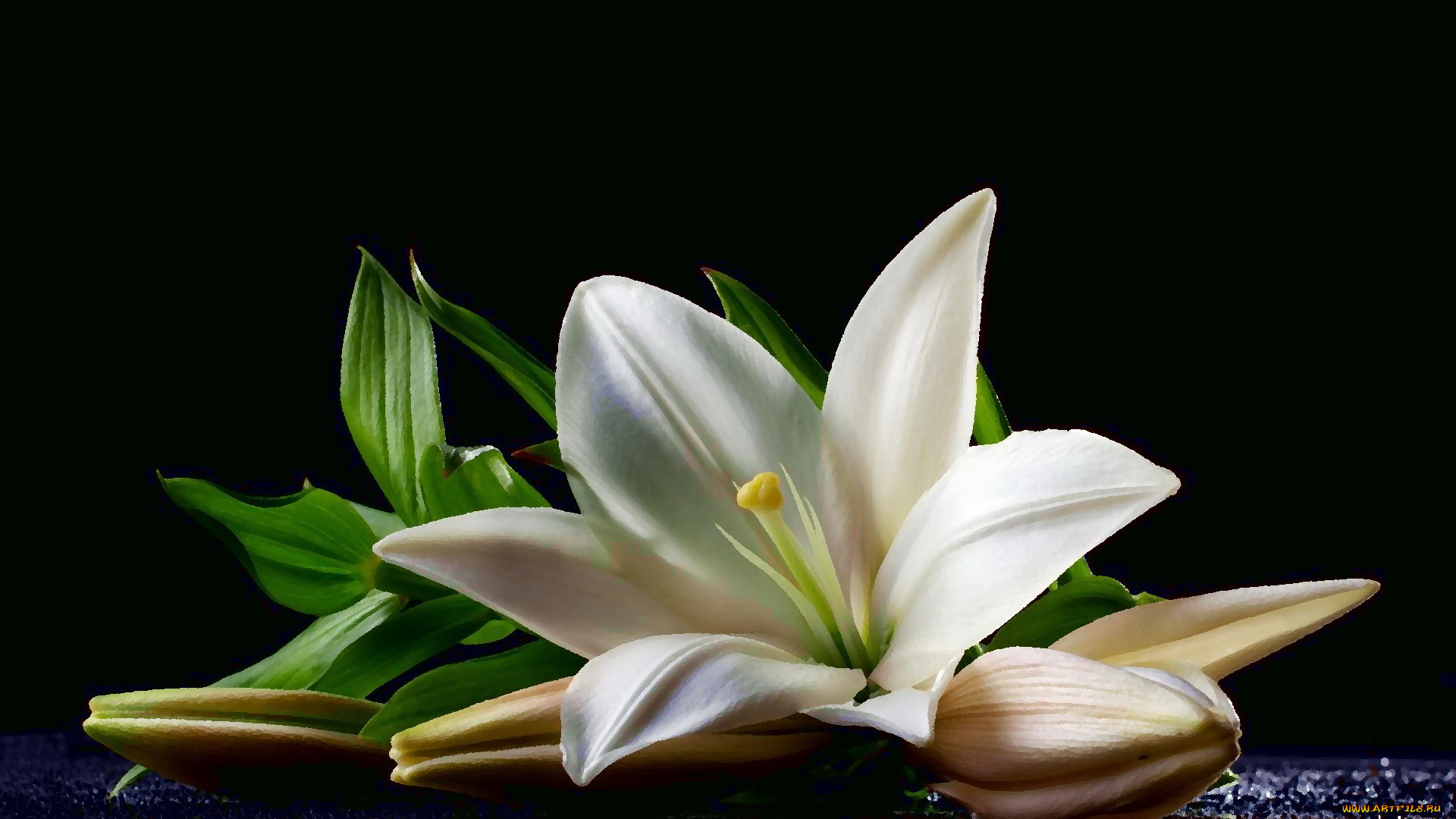 рисованное, цветы, вода, капли, бутоны, лилия, цветок