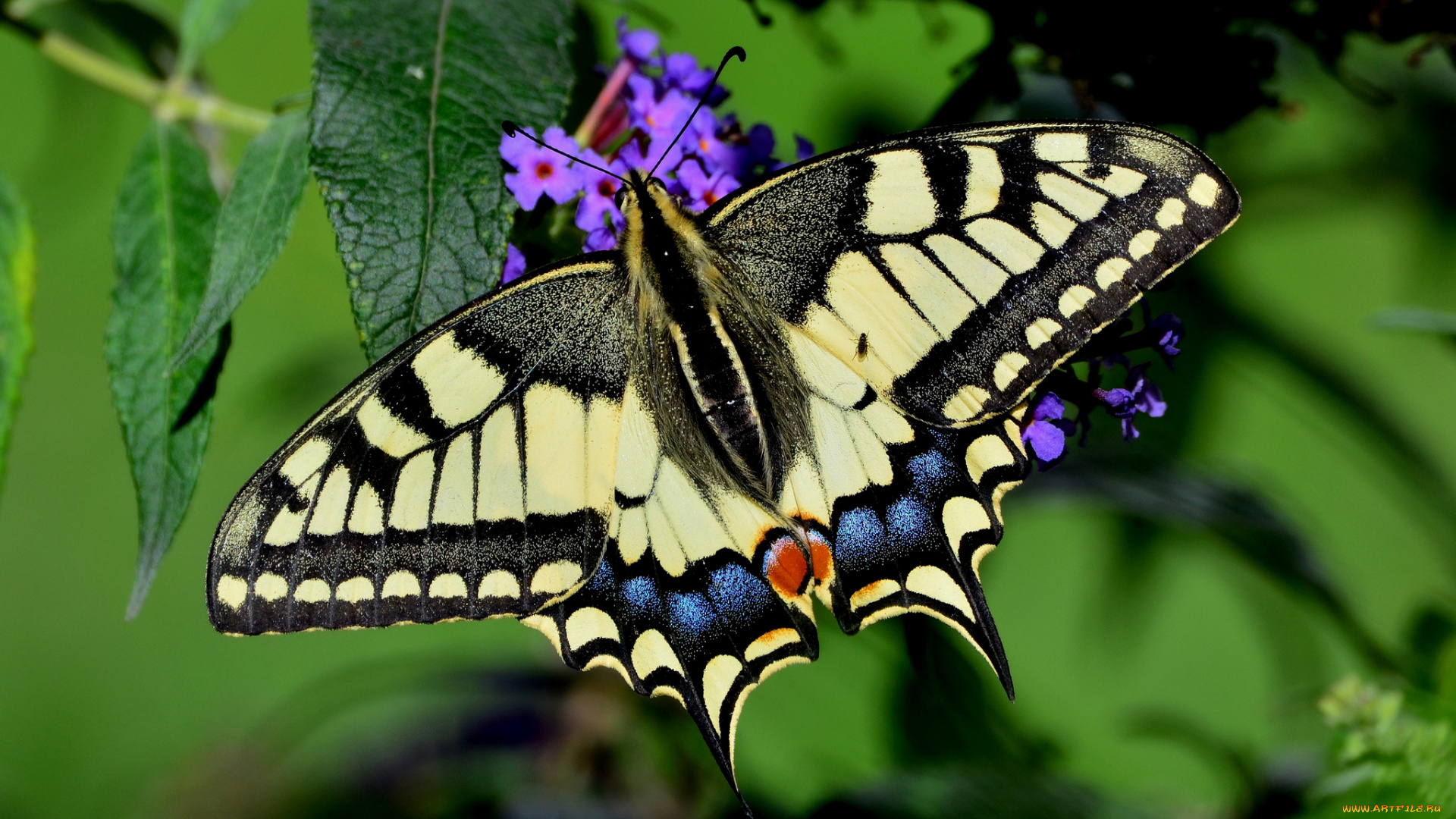 животные, бабочки, , мотыльки, , моли, бабочка