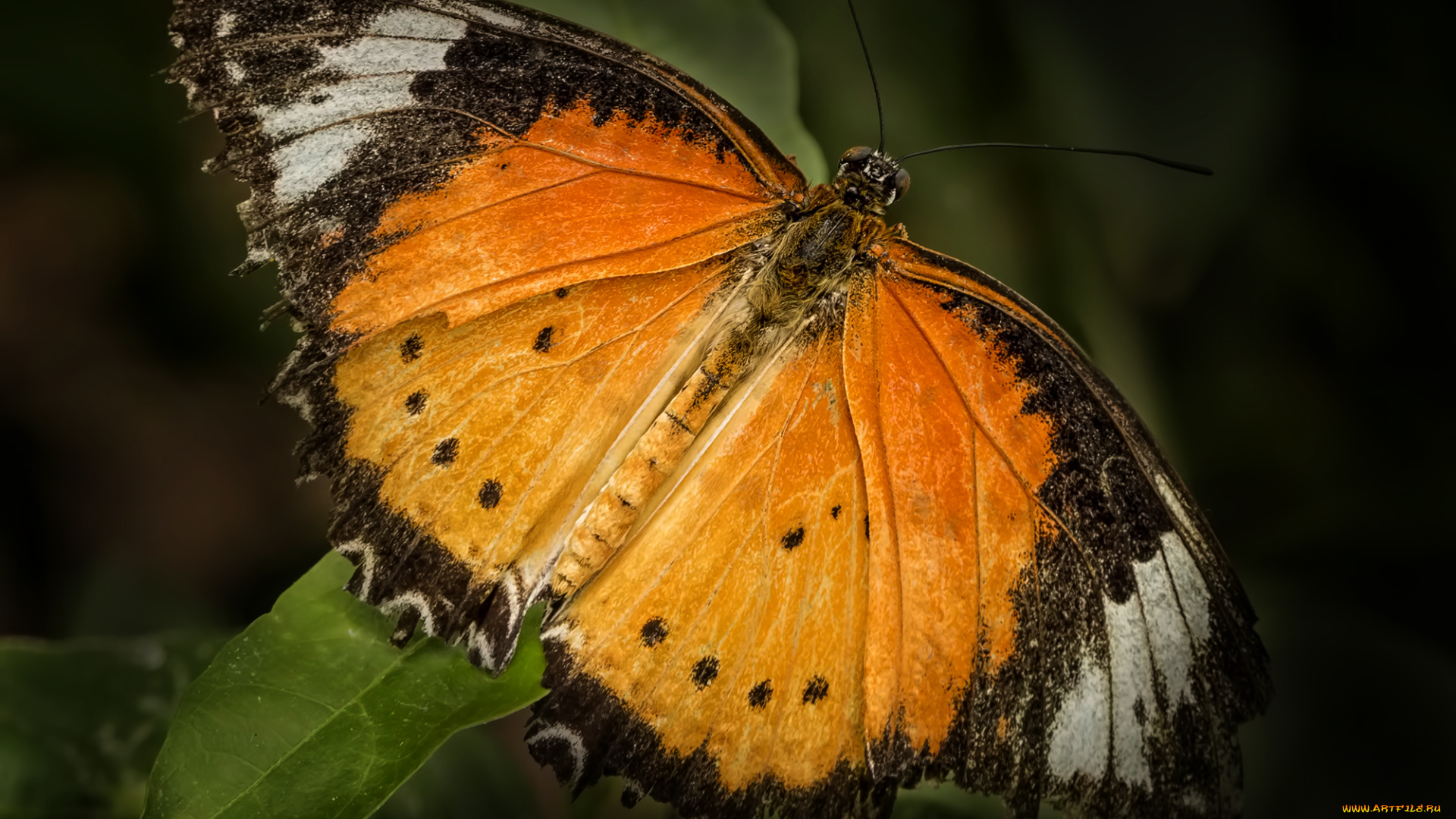 животные, бабочки, , мотыльки, , моли, бабочка