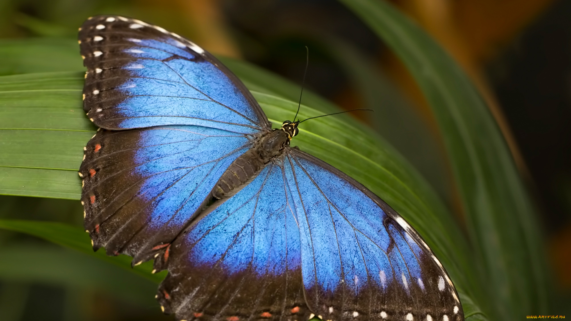 животные, бабочки, , мотыльки, , моли, бабочка