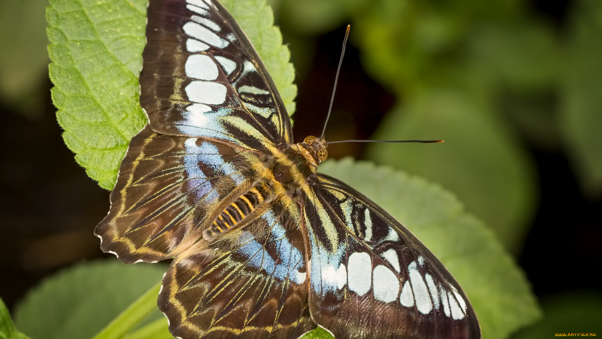 животные, бабочки, , мотыльки, , моли, бабочка