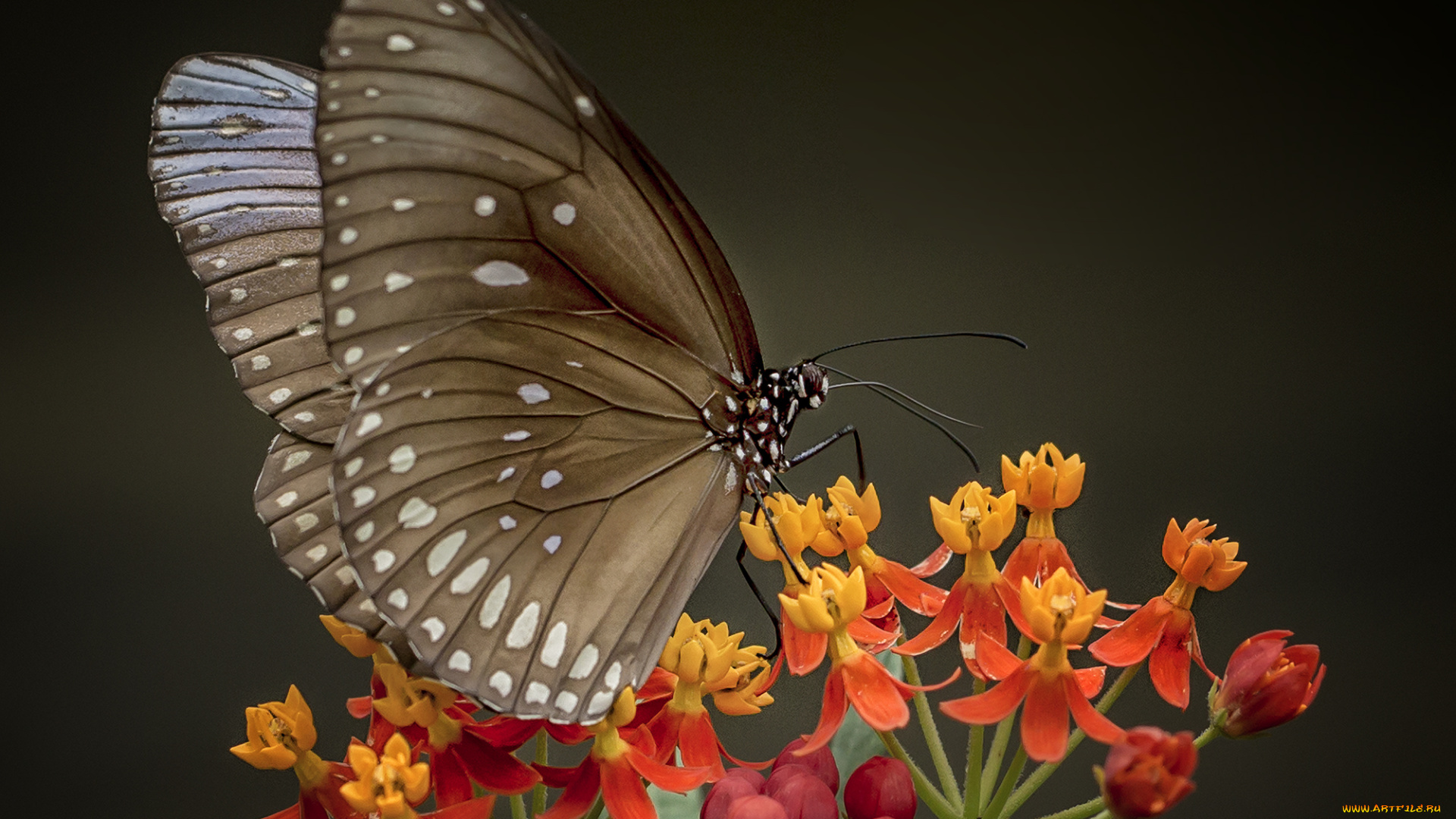 животные, бабочки, , мотыльки, , моли, бабочка