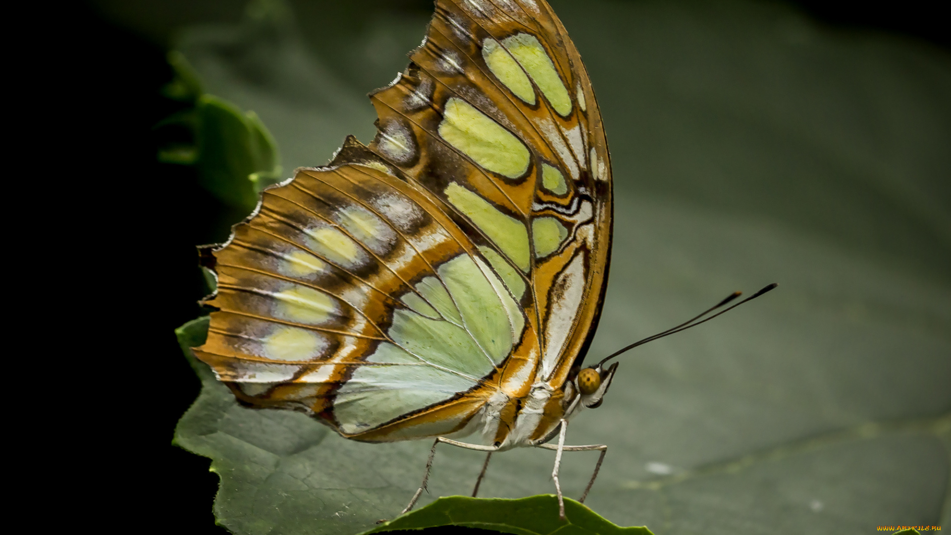 животные, бабочки, , мотыльки, , моли, бабочка