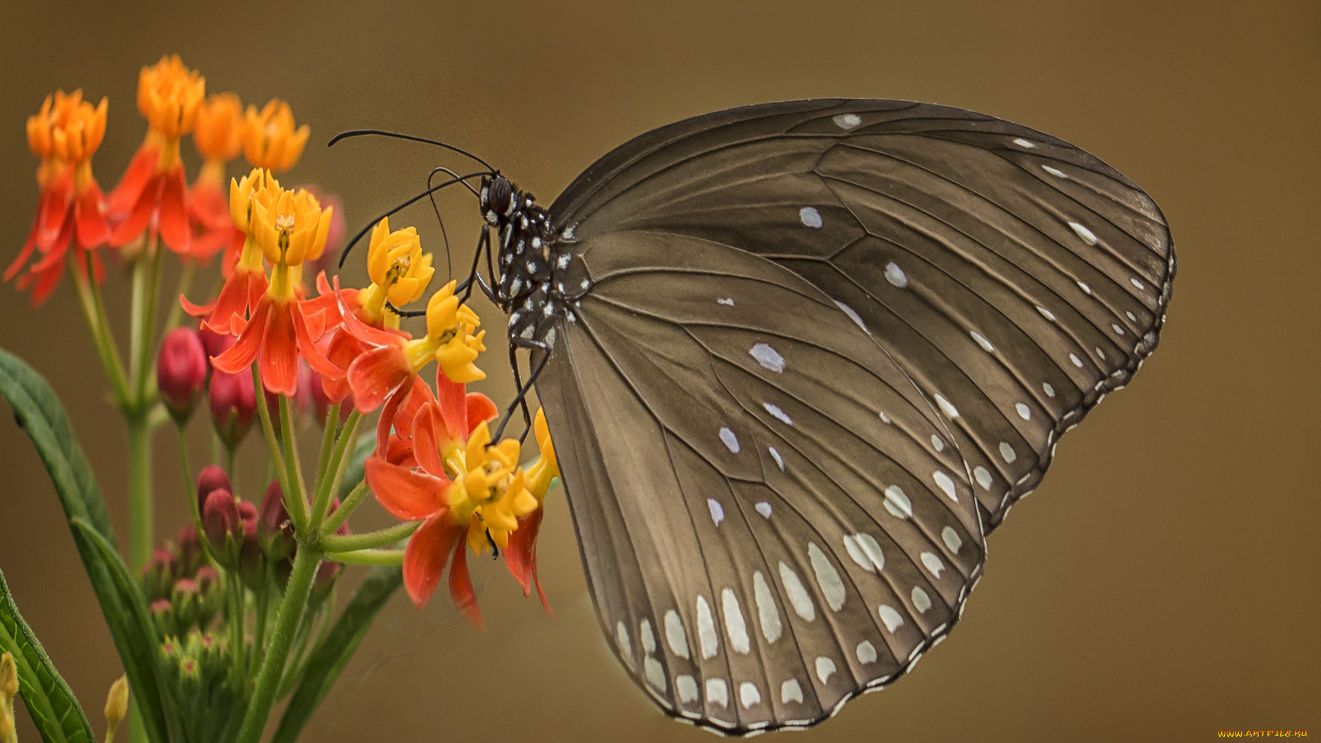 животные, бабочки, , мотыльки, , моли, бабочка