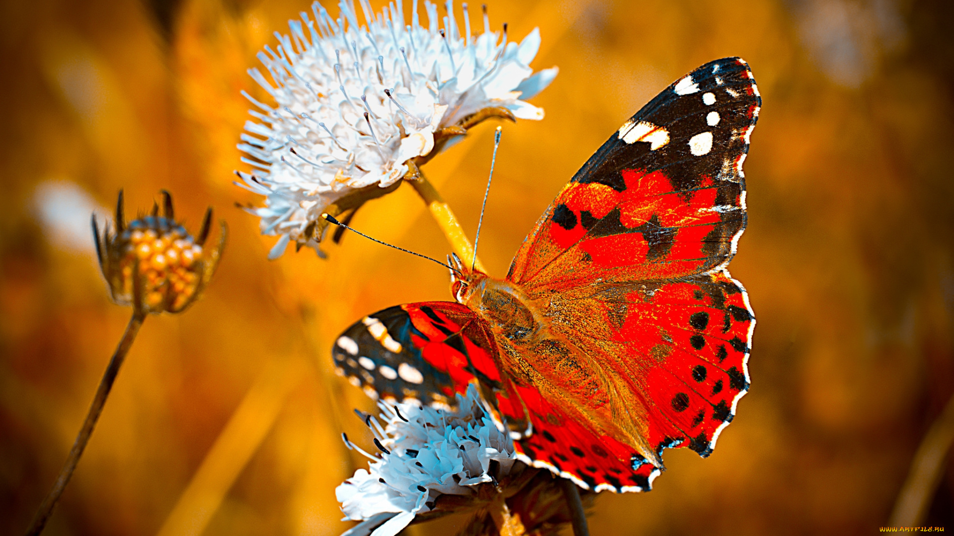 животные, бабочки, , мотыльки, , моли, бабочка