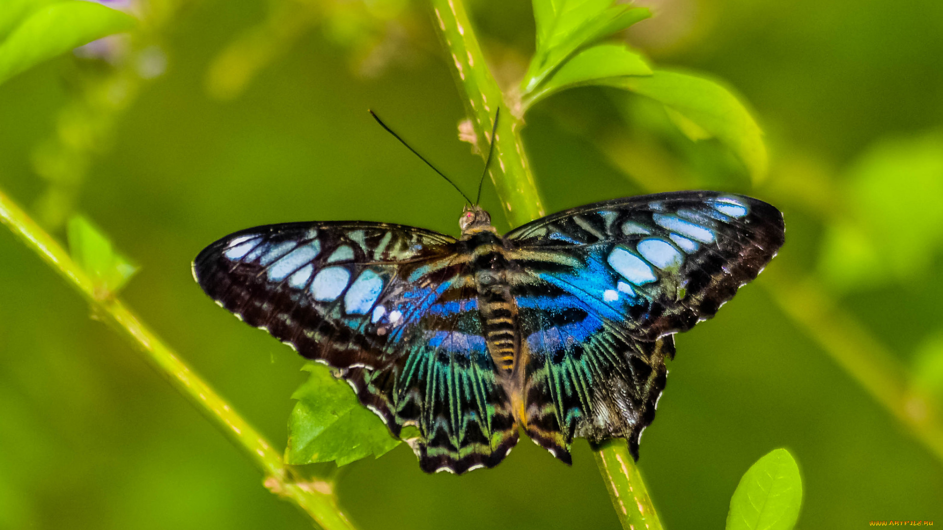 животные, бабочки, , мотыльки, , моли, бабочка
