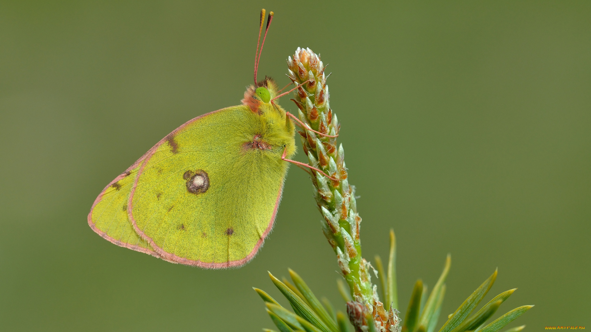 животные, бабочки, , мотыльки, , моли, бабочка