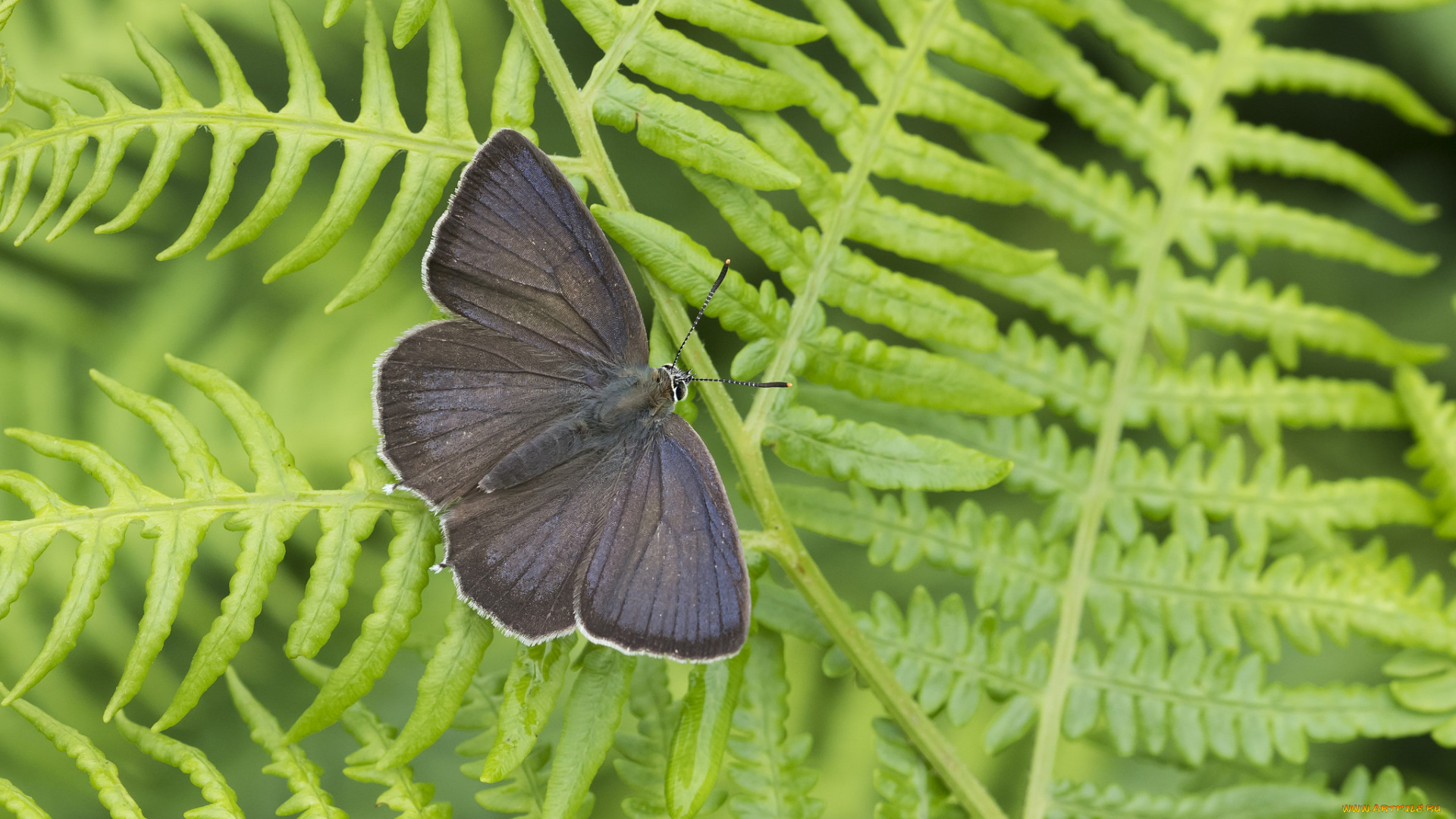 животные, бабочки, , мотыльки, , моли, бабочка
