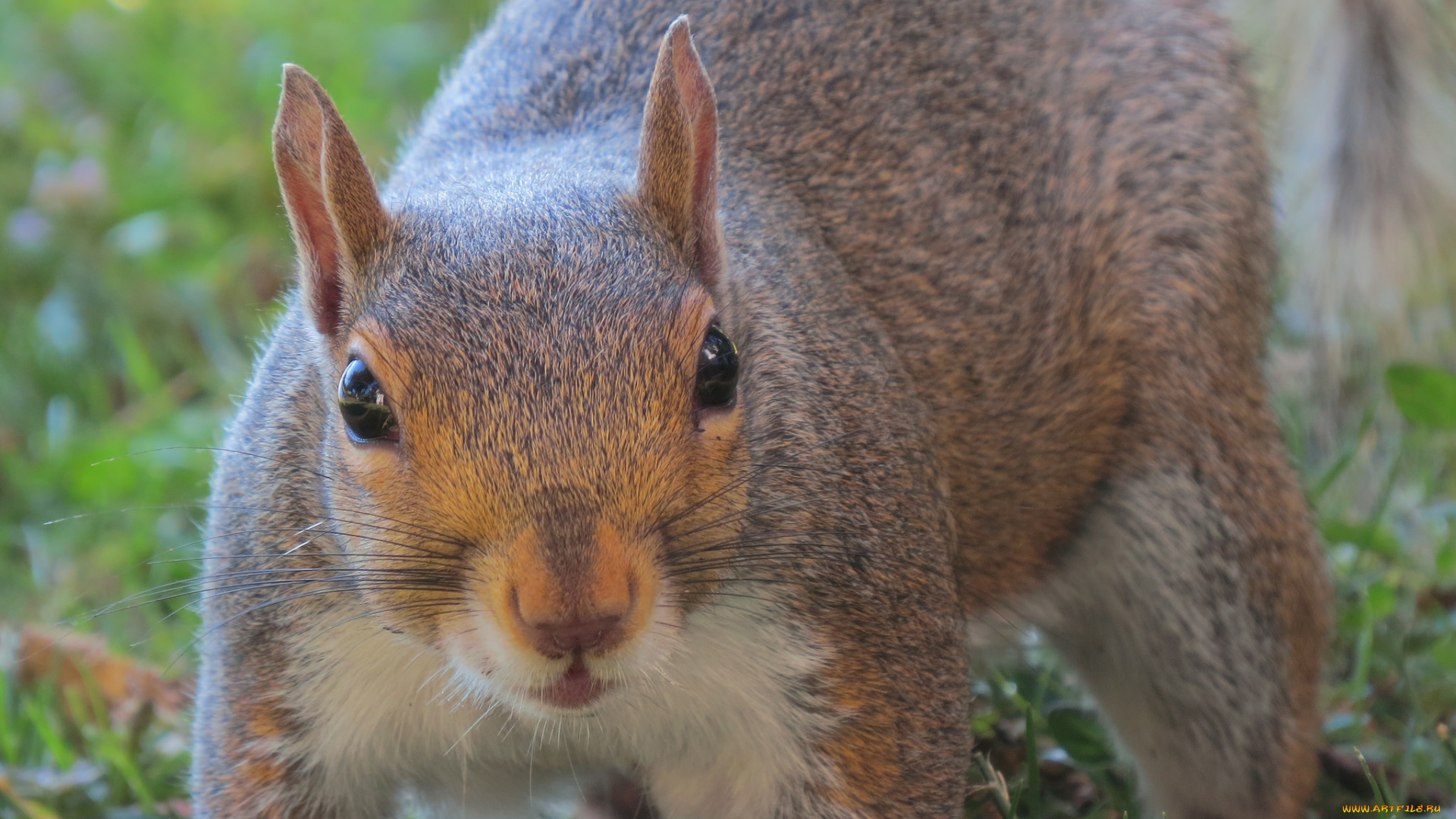 животные, белки, белка