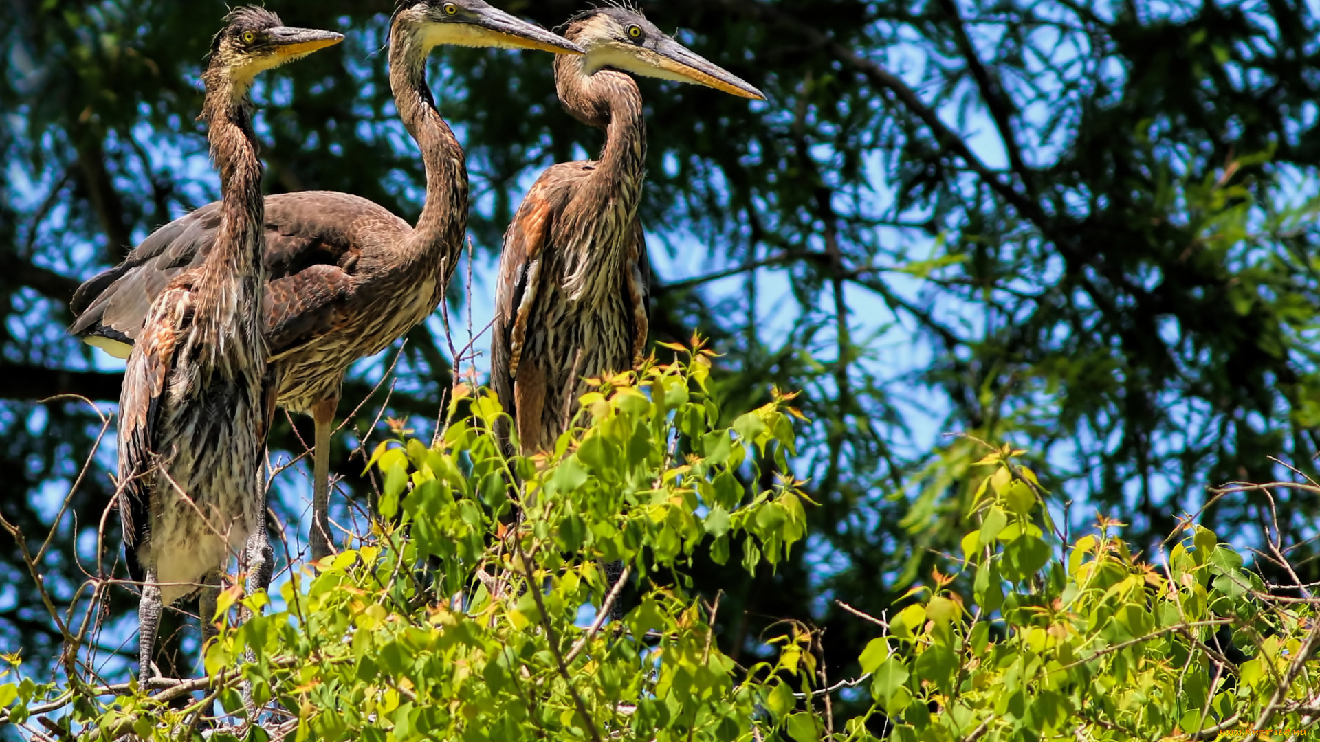животные, цапли, , выпи