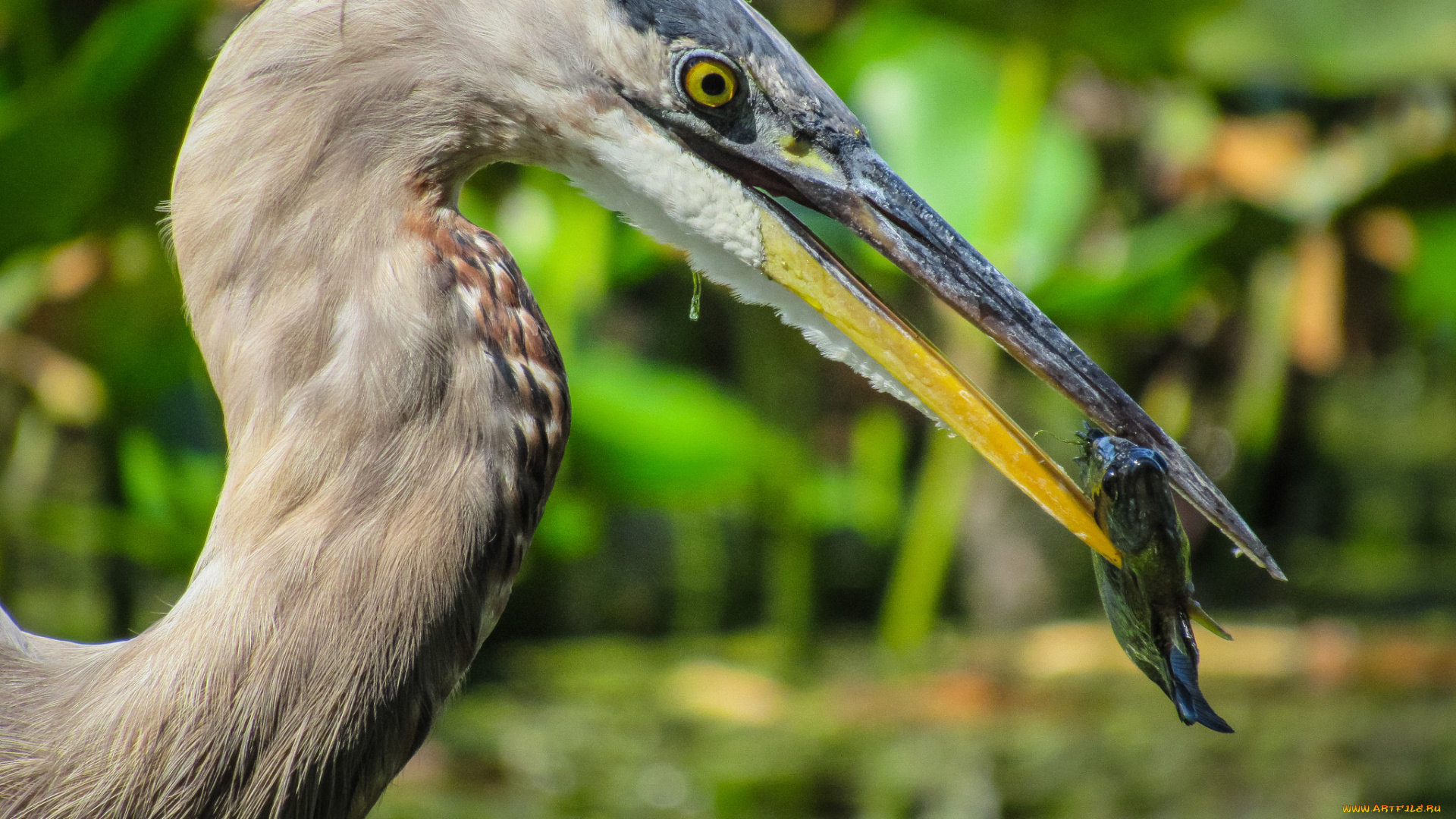 животные, цапли, , выпи, цапля
