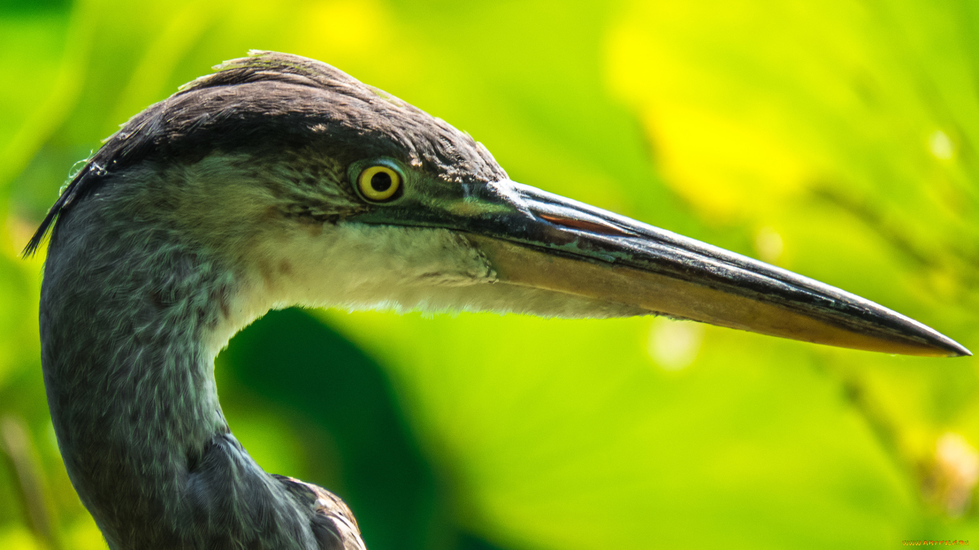 животные, цапли, , выпи, цапля