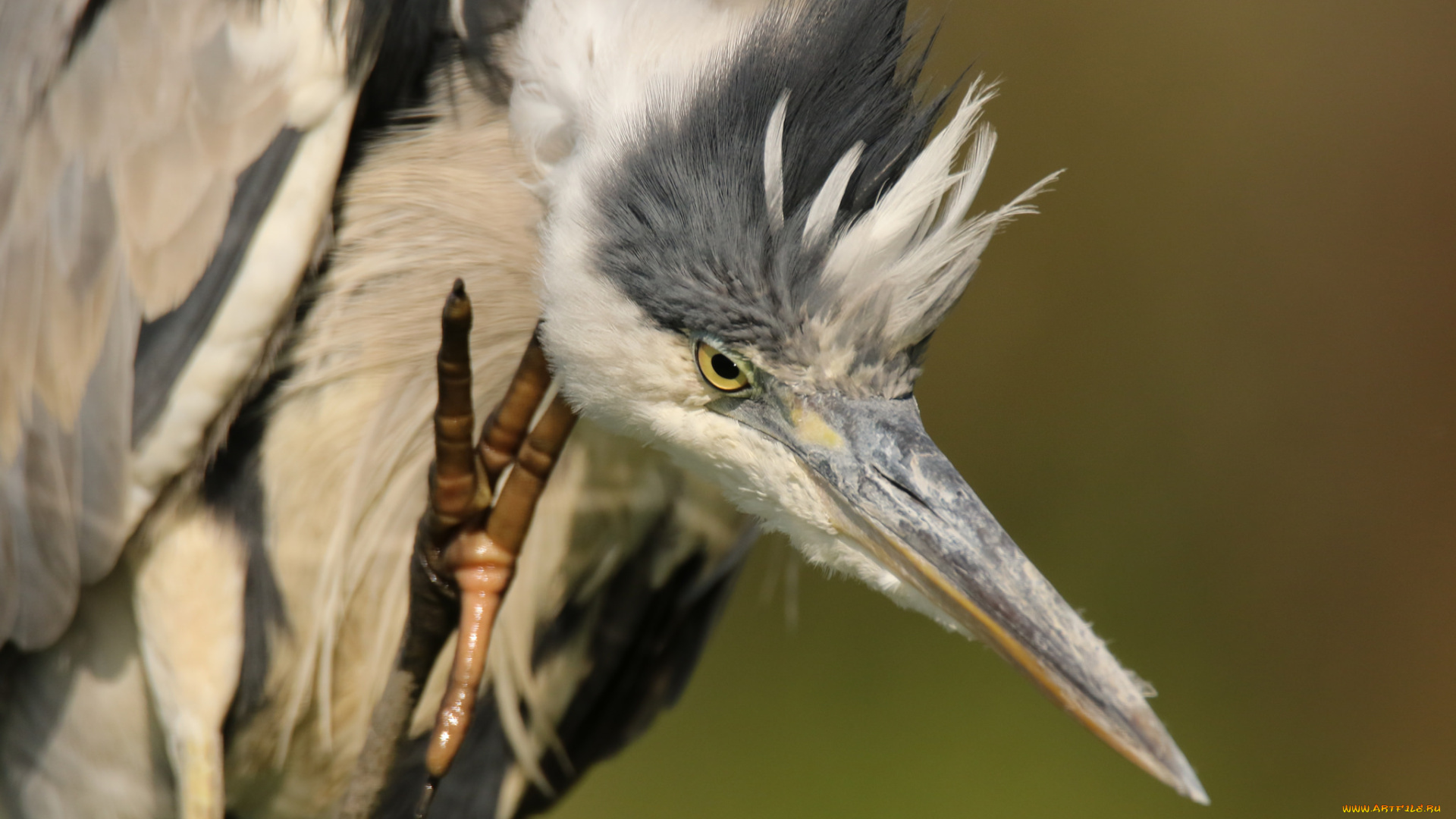 животные, цапли, , выпи, цапля