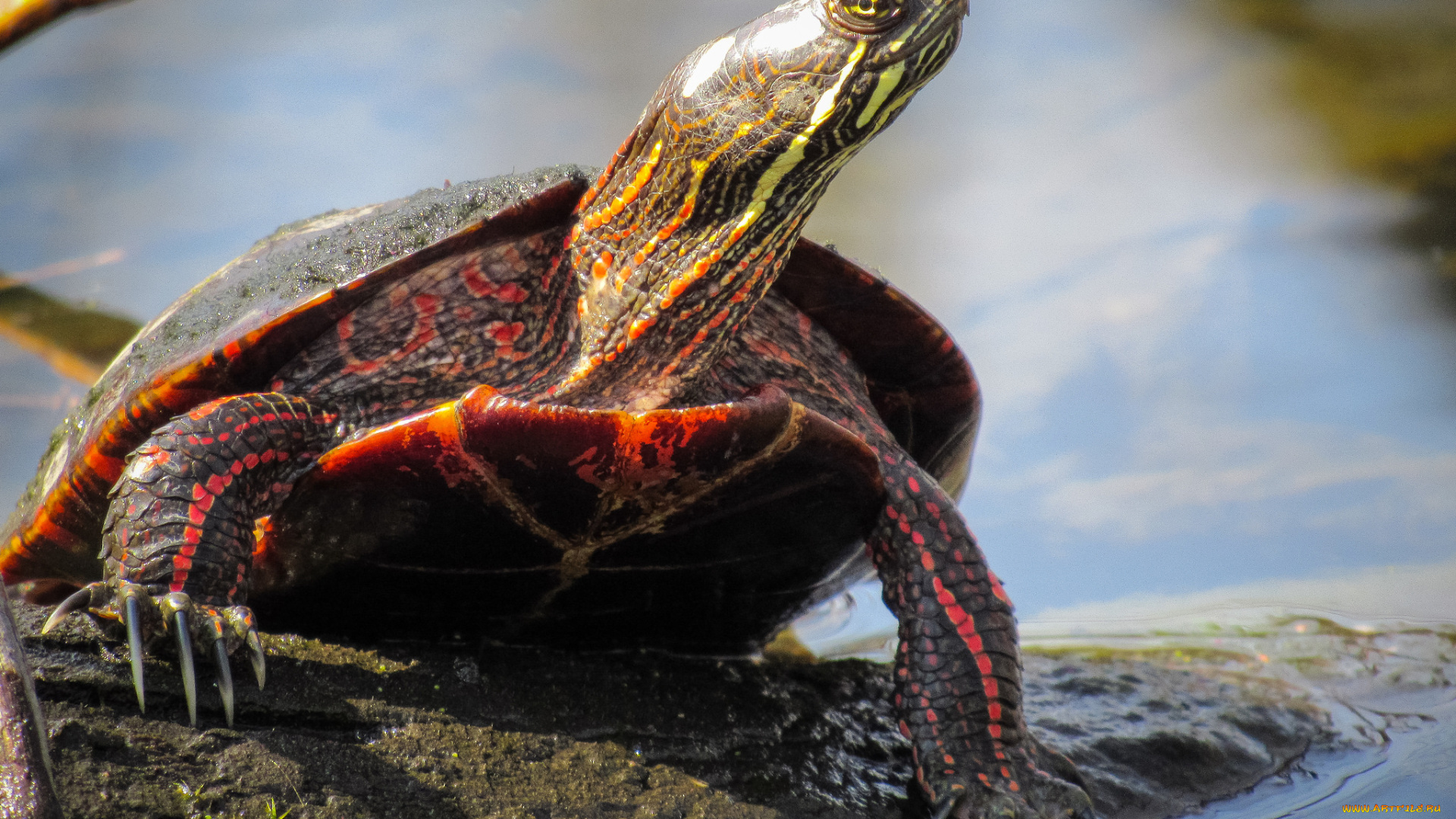 животные, Черепахи, черепаха