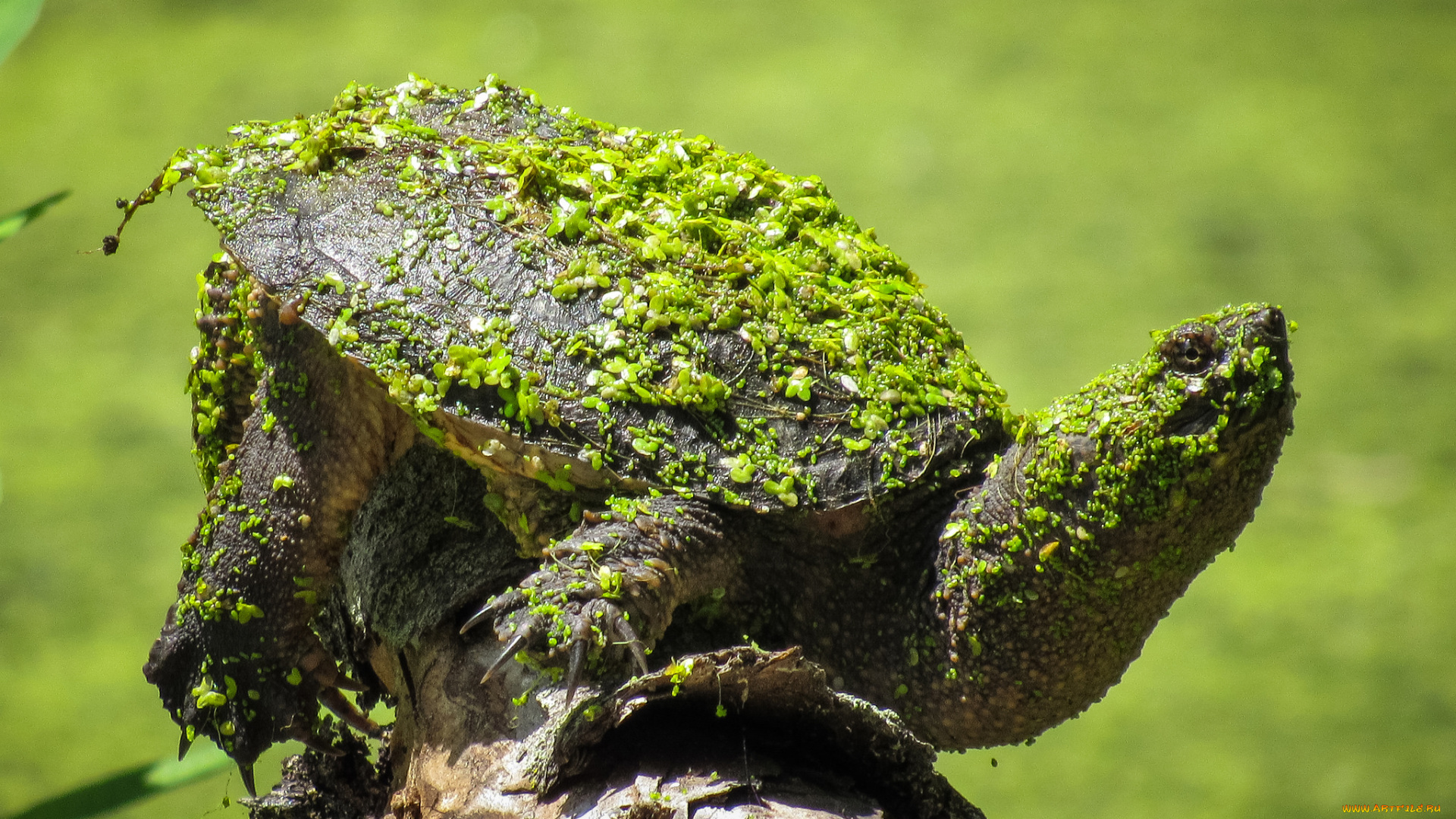 животные, Черепахи, черепаха