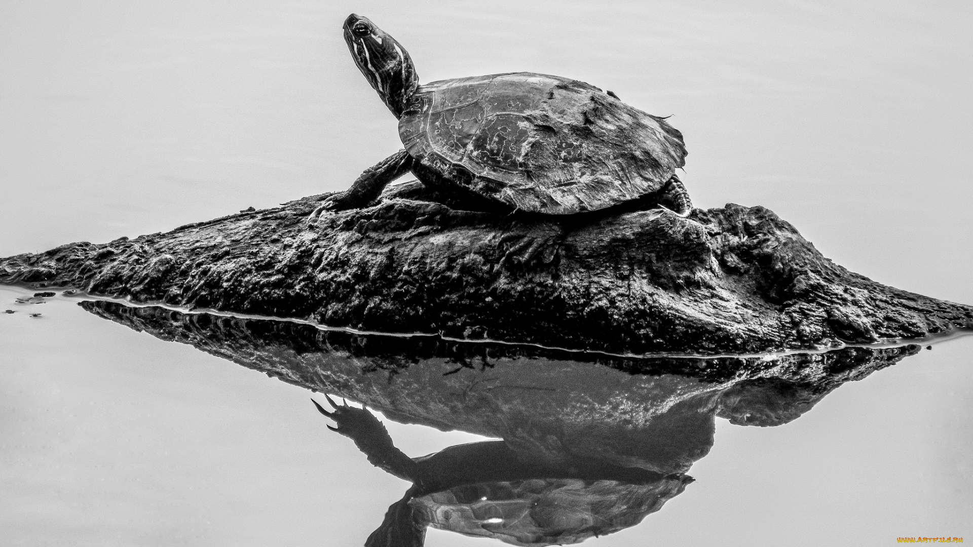 животные, Черепахи, отражение