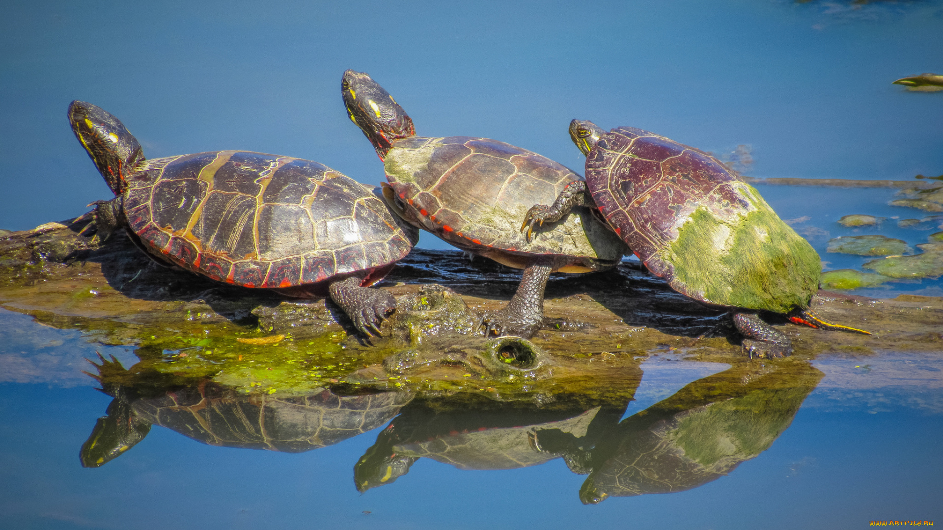 животные, Черепахи, трио