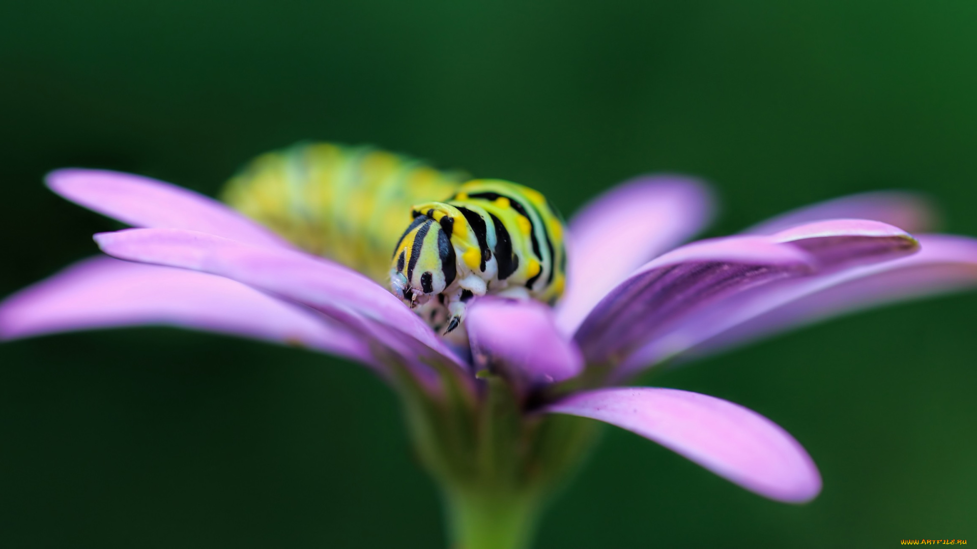 животные, гусеницы, гусеница