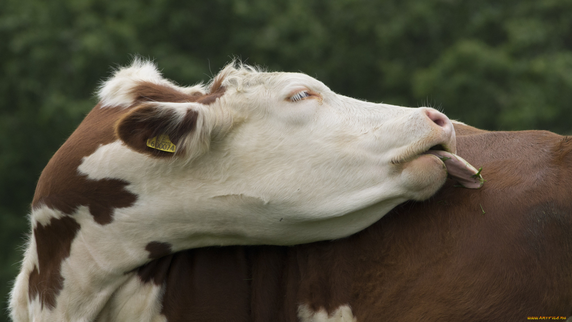 животные, коровы, , буйволы, корова