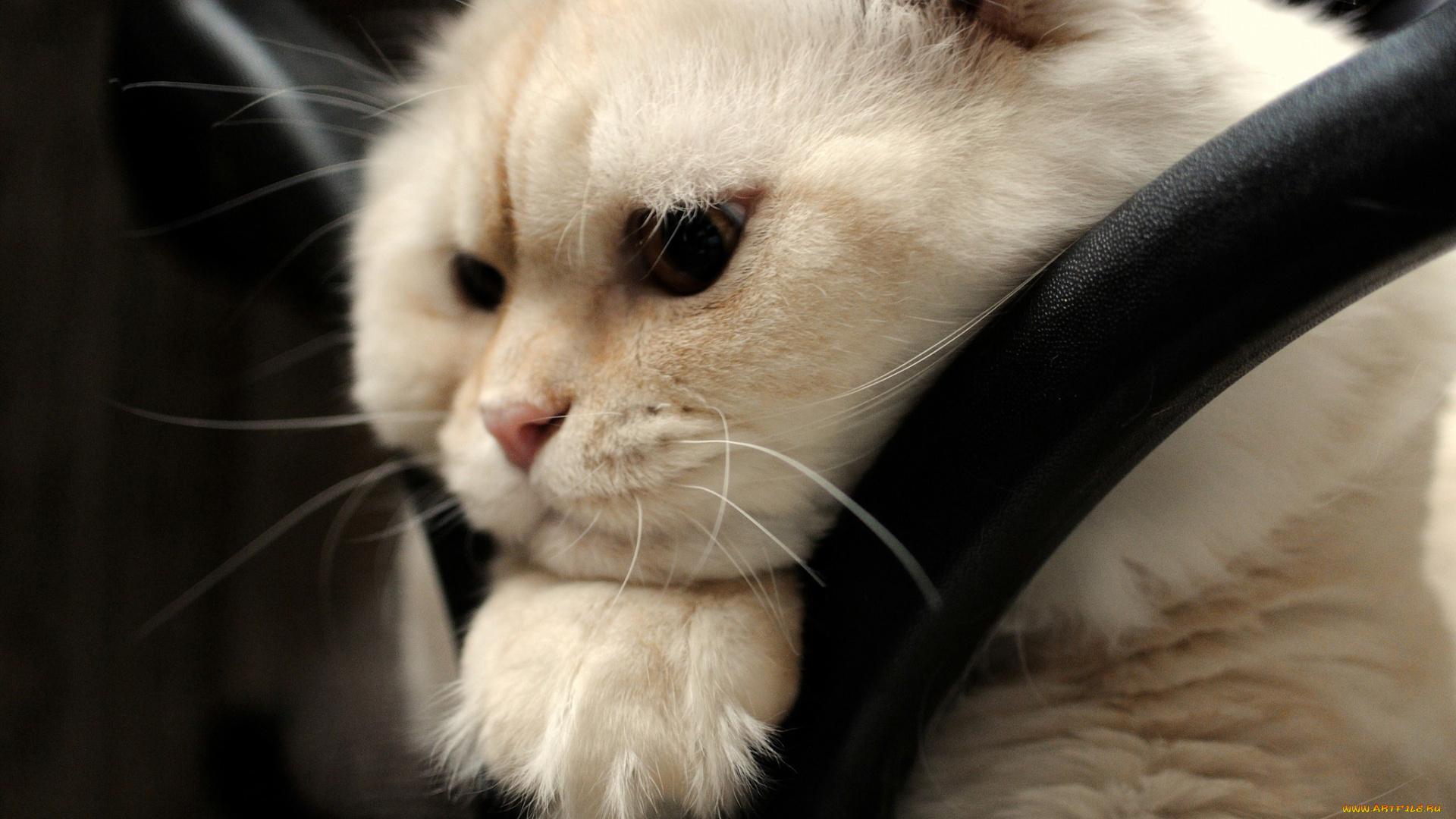 животные, коты, белый, цвет