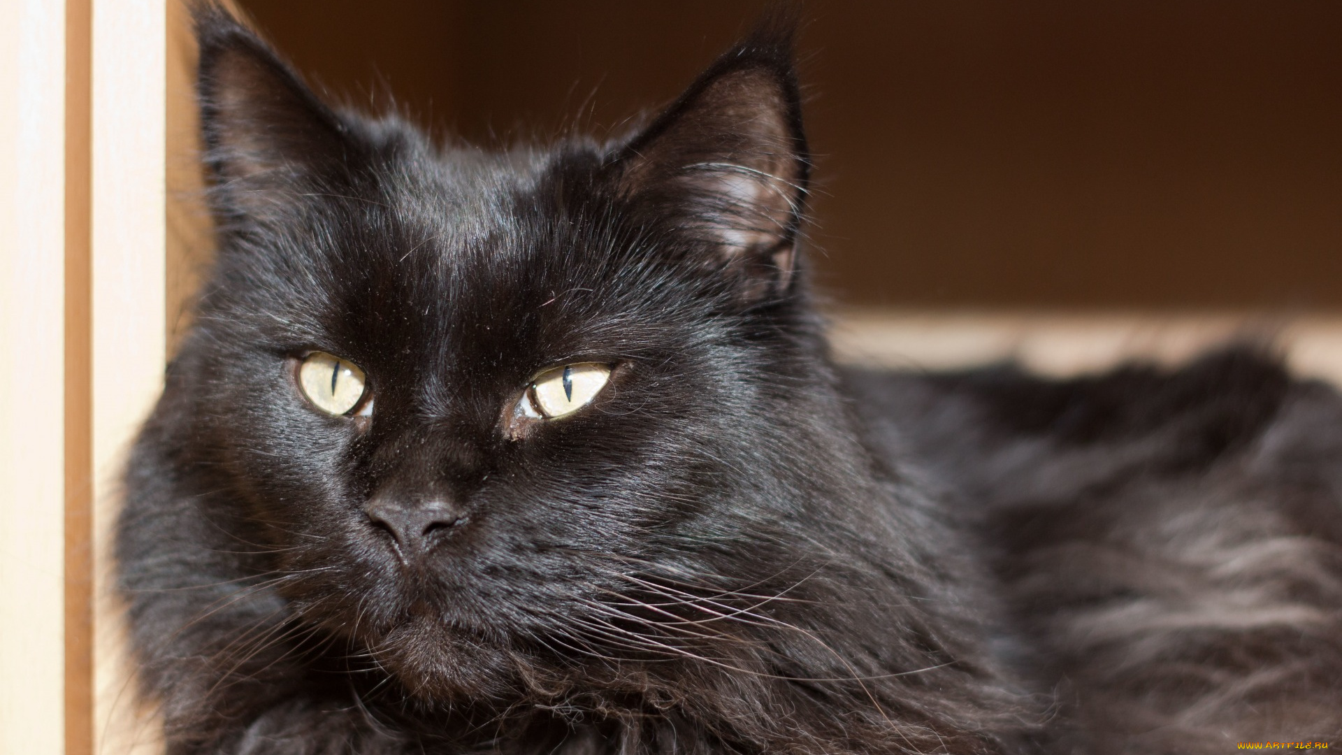 животные, коты, черный, цвет