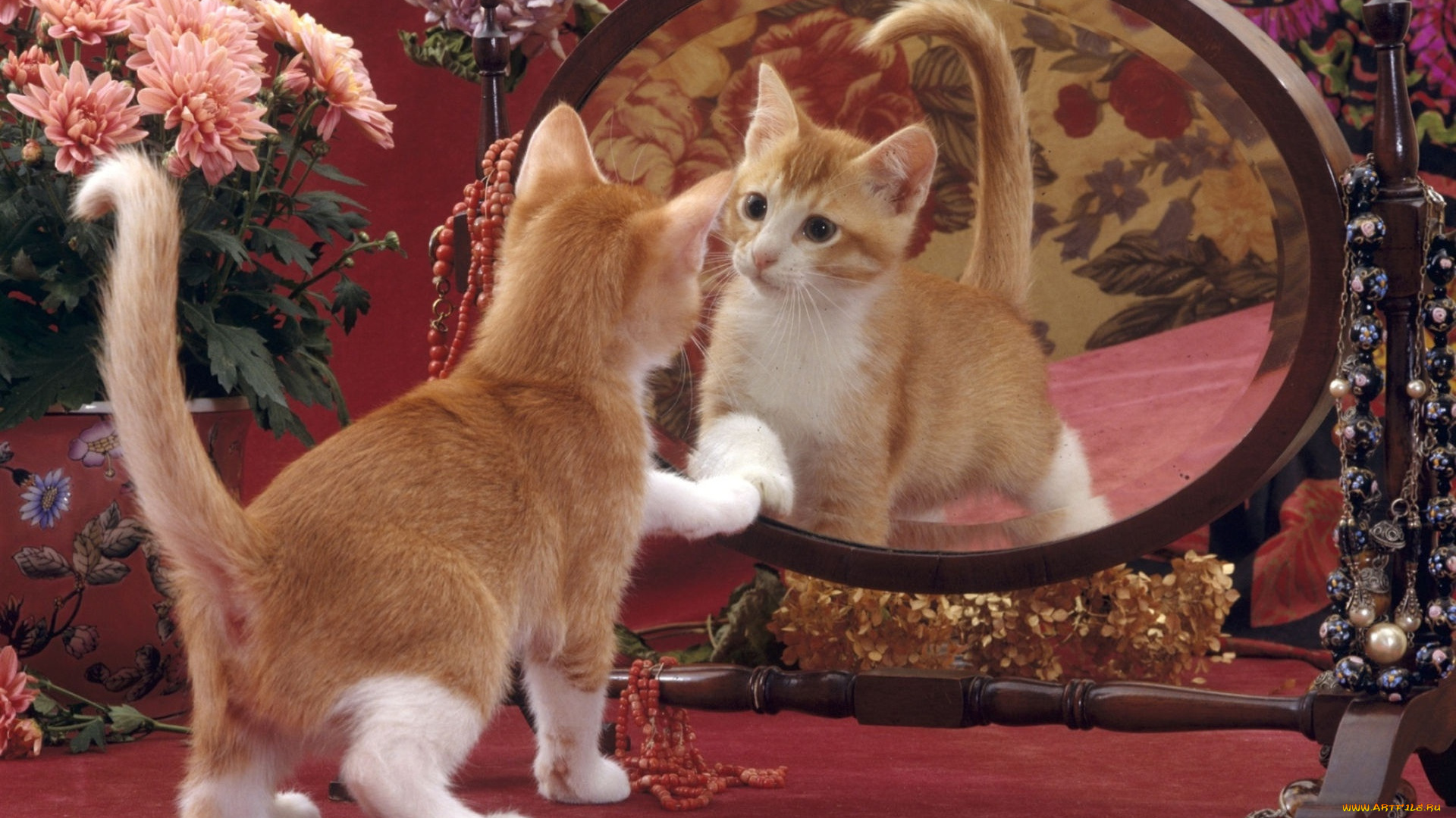 животные, коты, цветы, зеркало, отражение, котенок