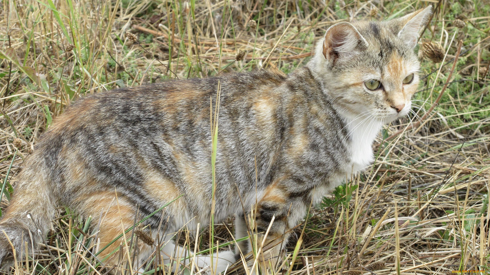 животные, коты, кошка