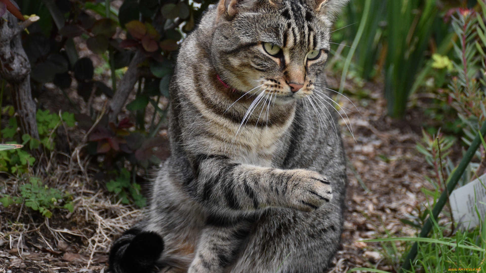 животные, коты, кот