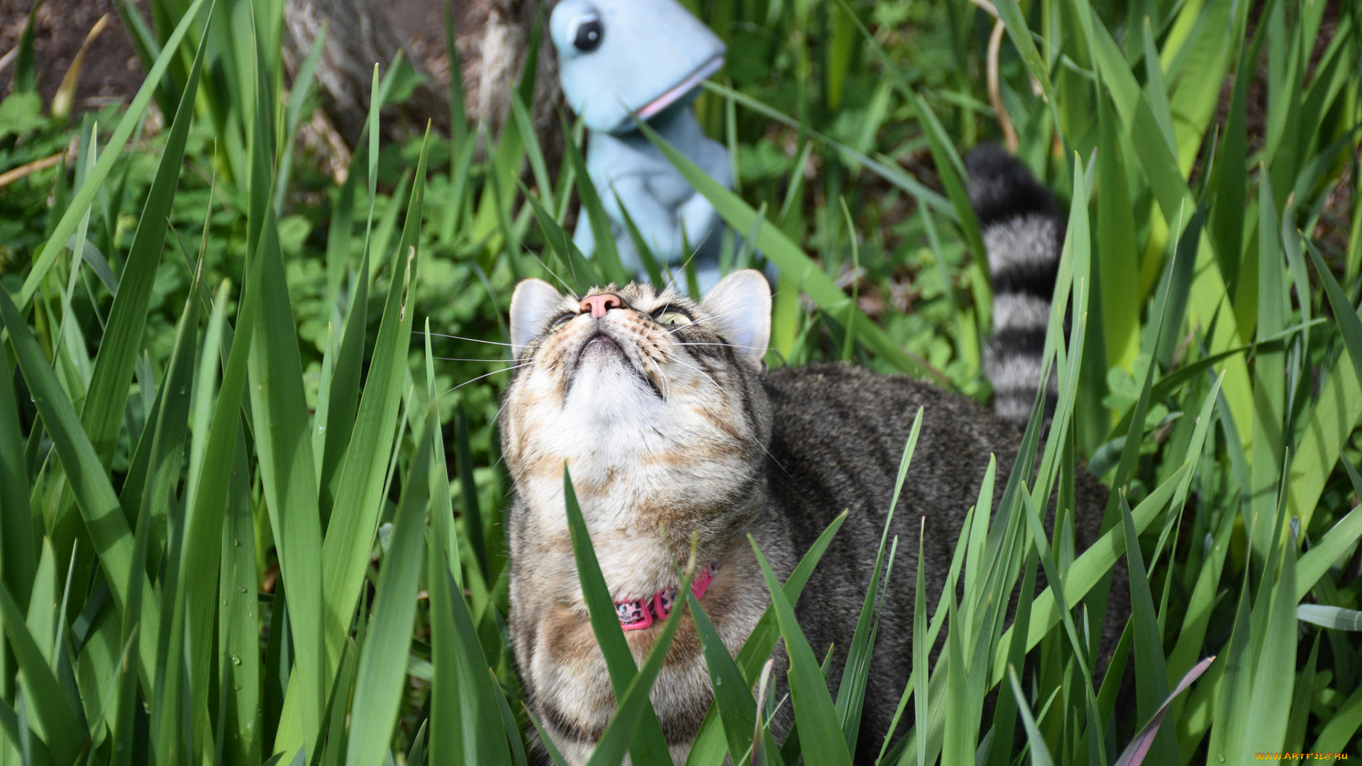 животные, коты, кот