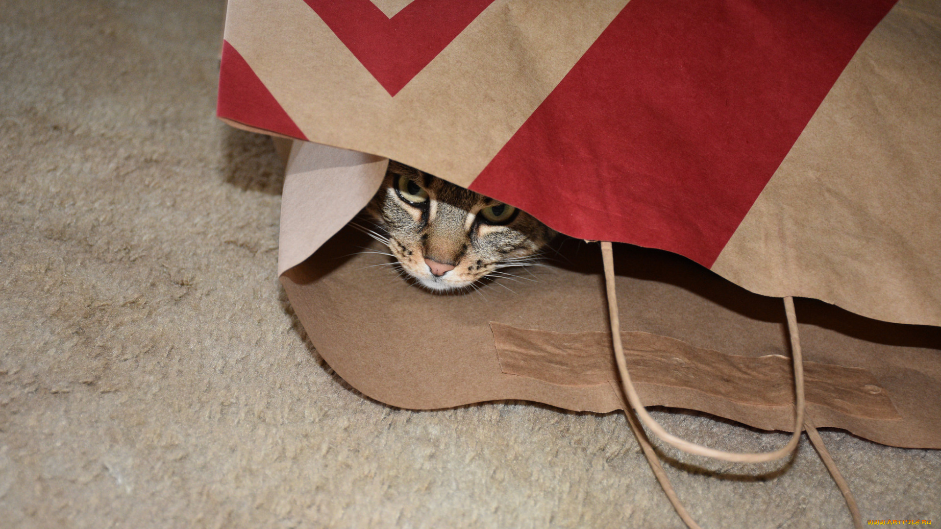 животные, коты, кот