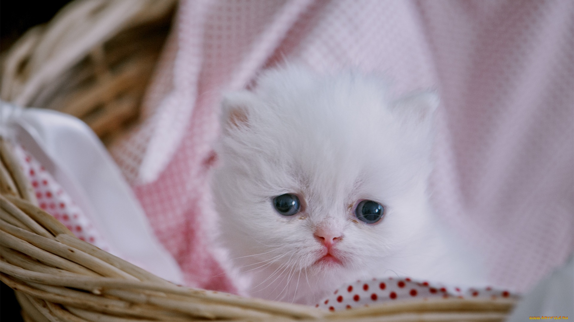 животные, коты, котенок, белый, цвет